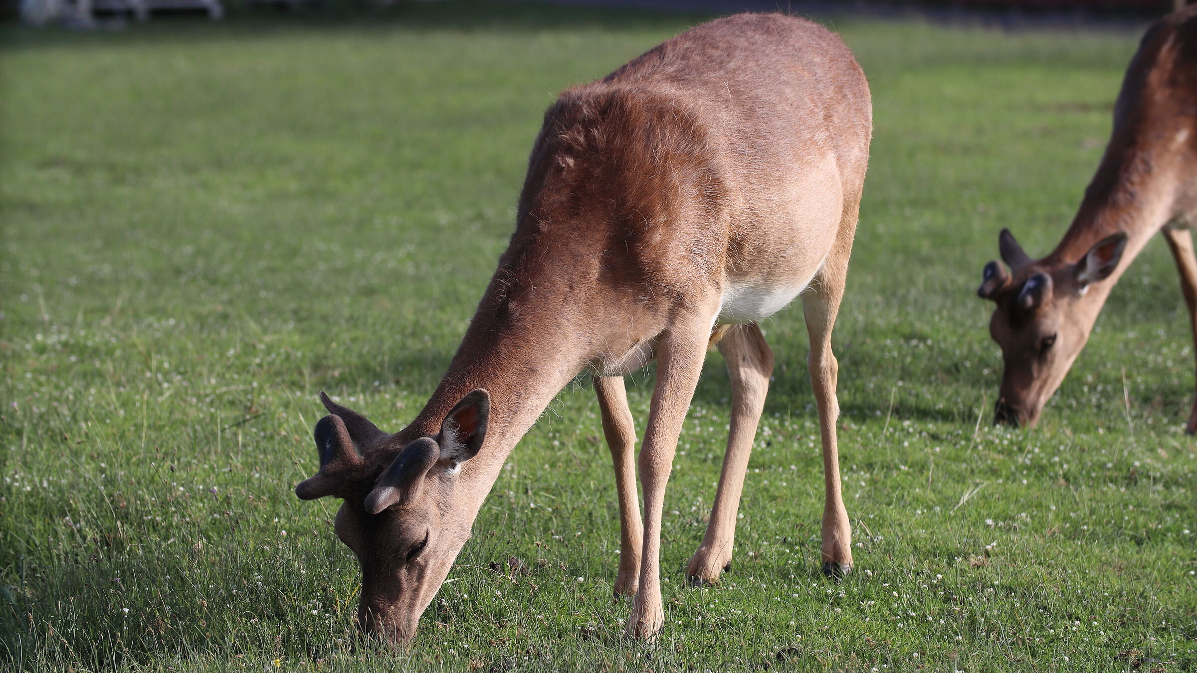 Daini to San Rossore