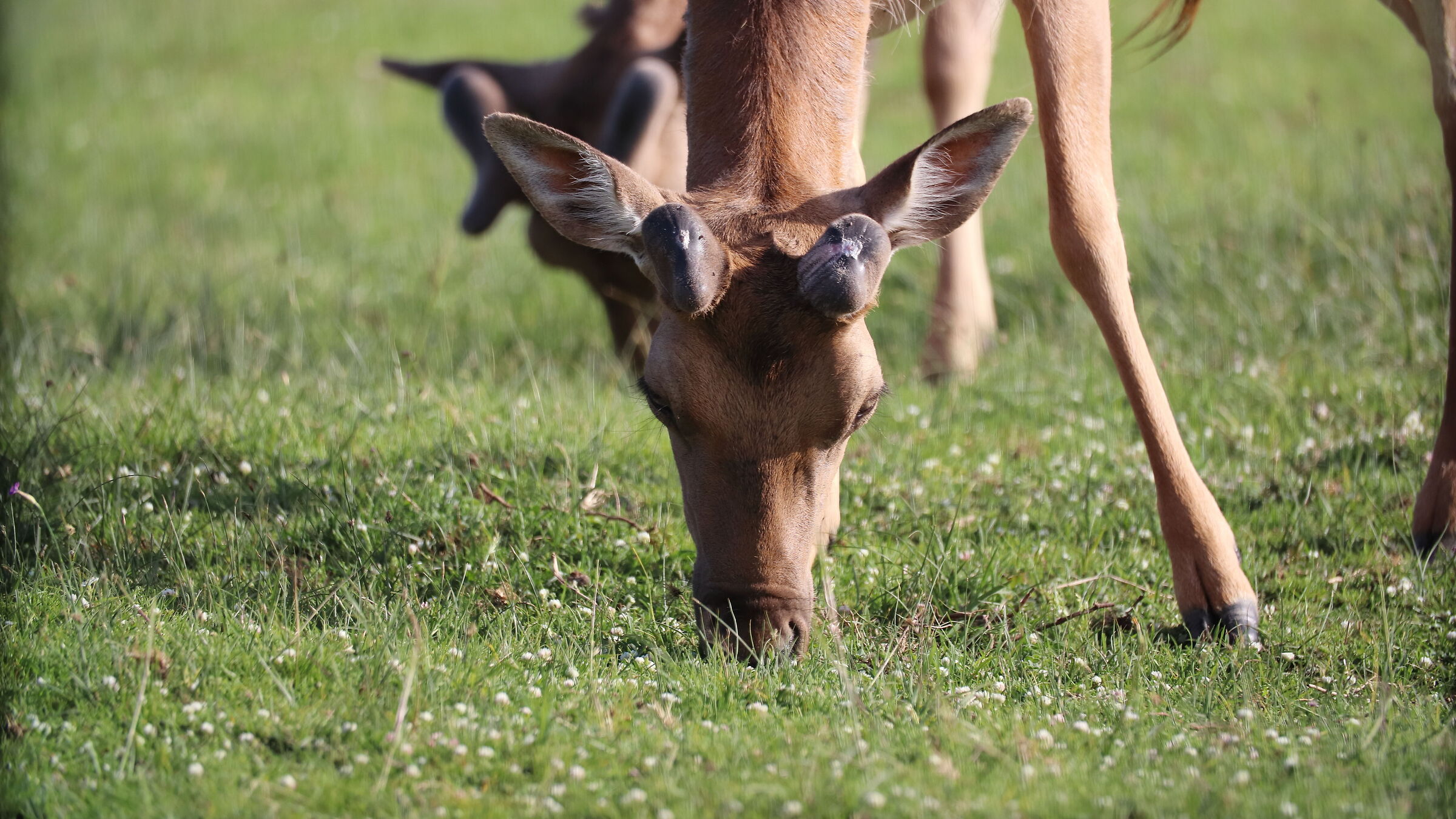 Daini to San Rossore