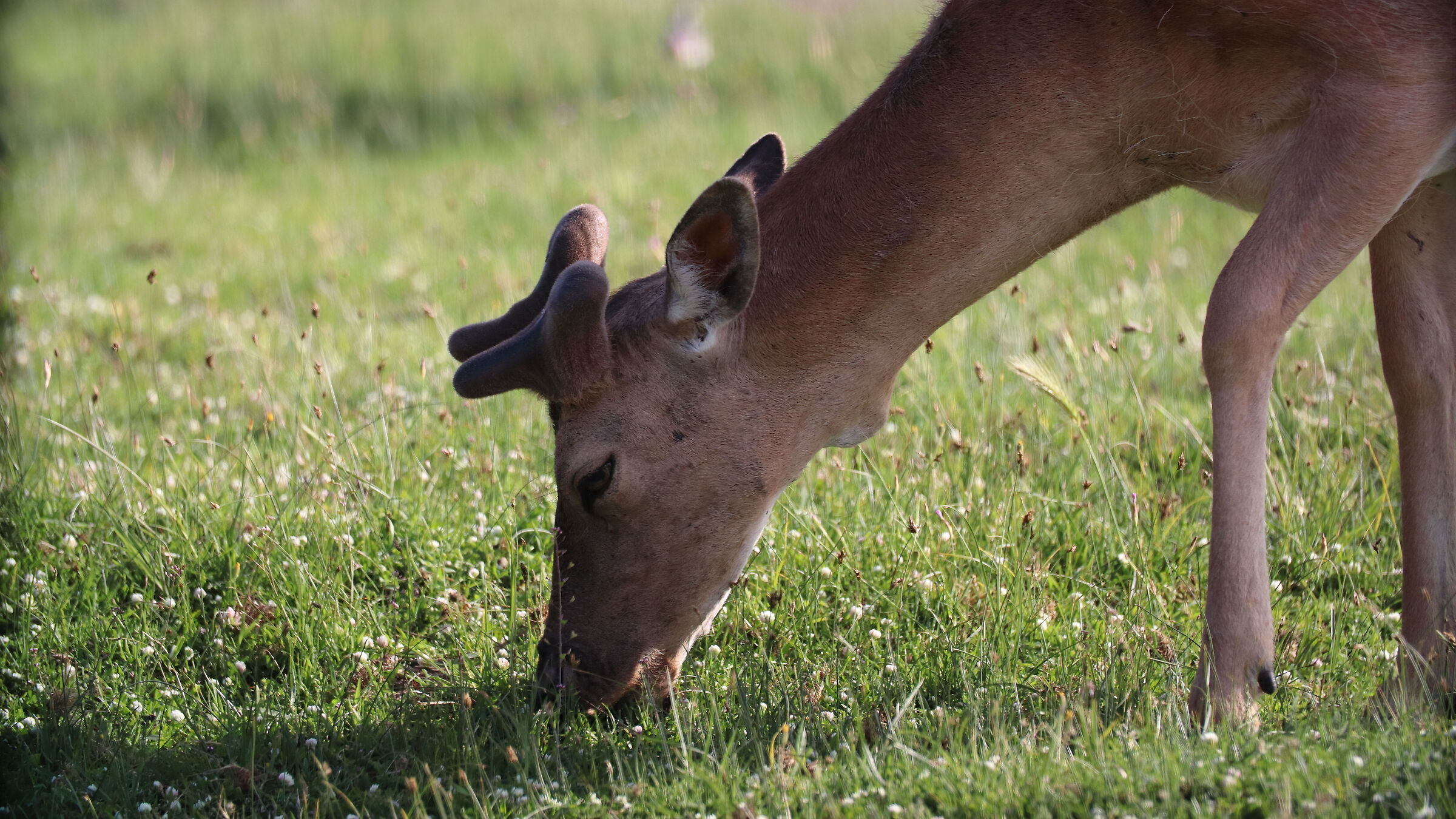 Daini to San Rossore
