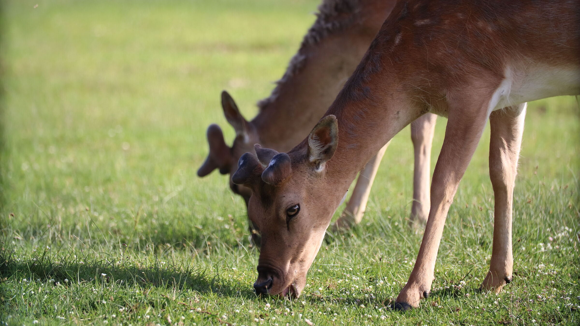 Daini to San Rossore