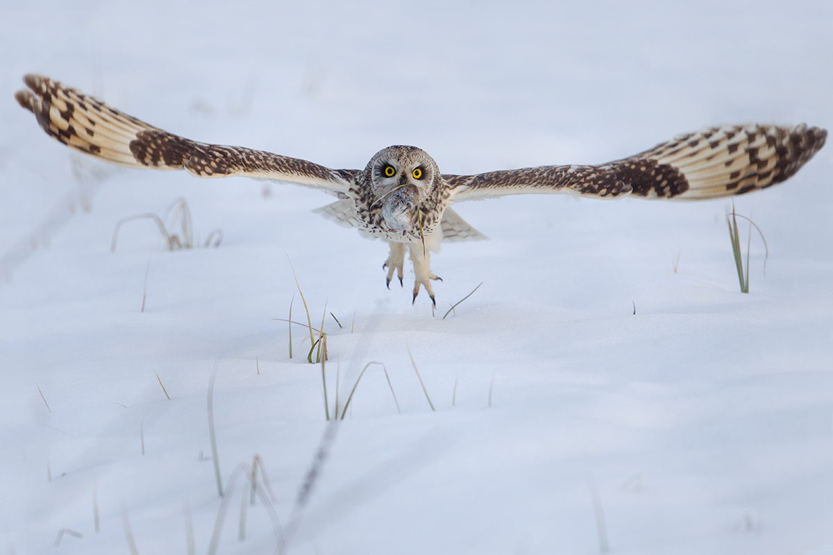 Departure after capture