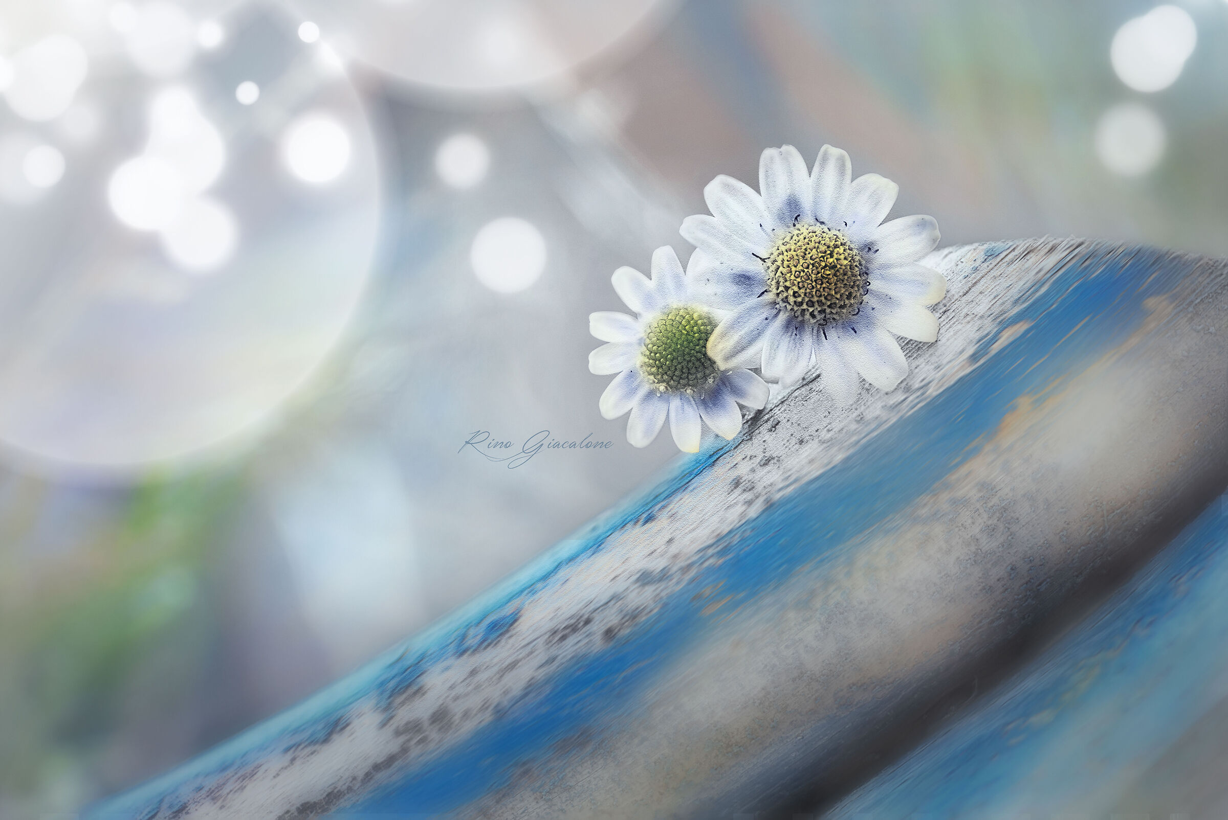 Untitled Photo