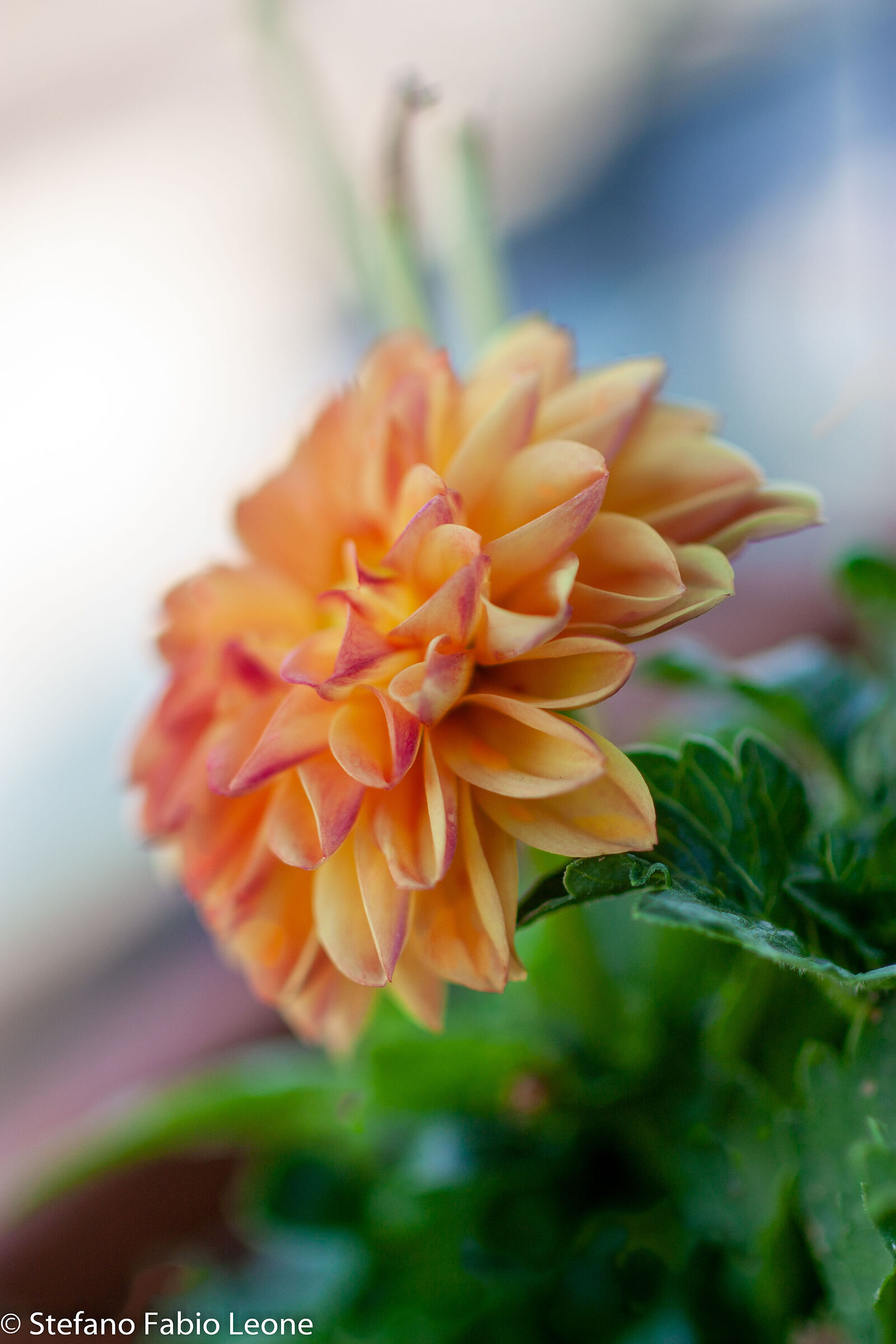 Orange flower - first tests with Tamron