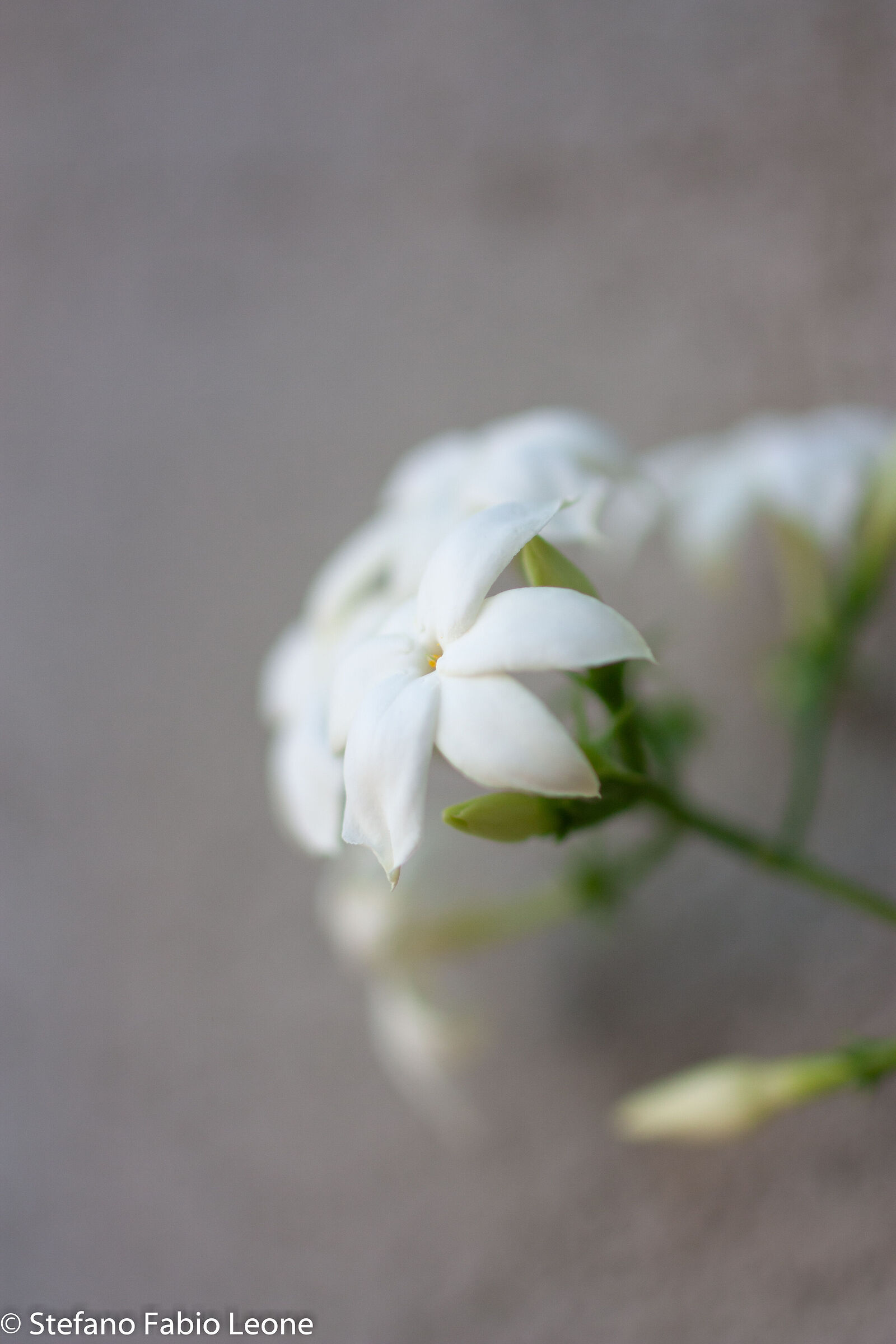 Jasmine Flower - first tests with Tamron