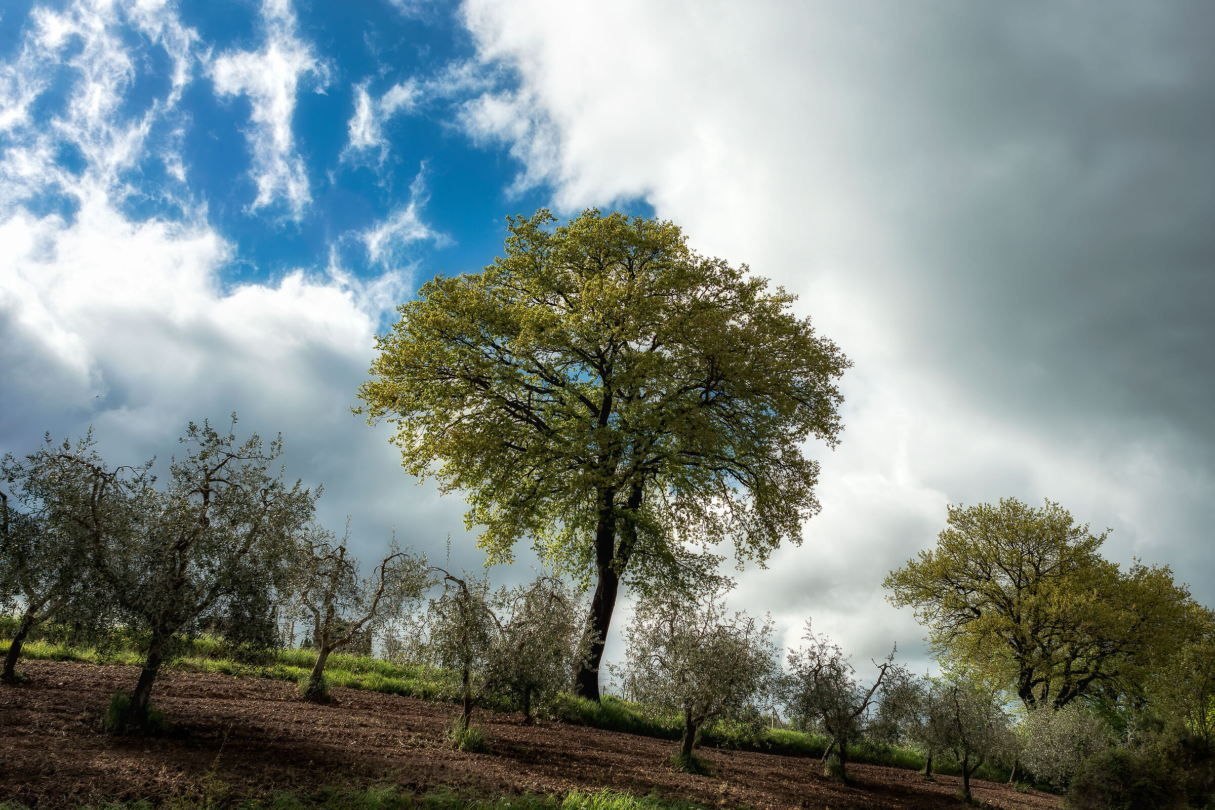 campagna umbra/toscana valdichiana bassa