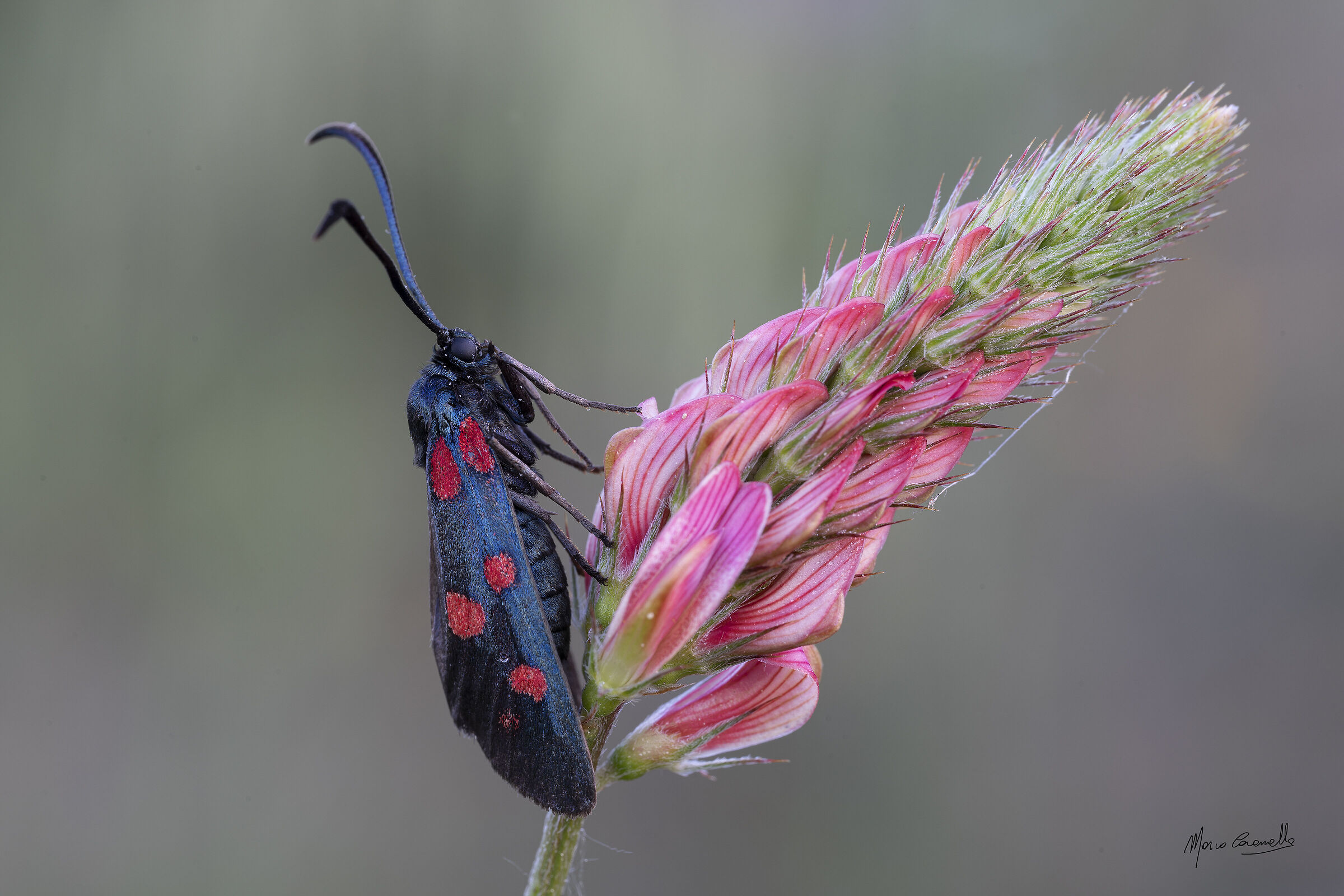 Zygaena filipenduae