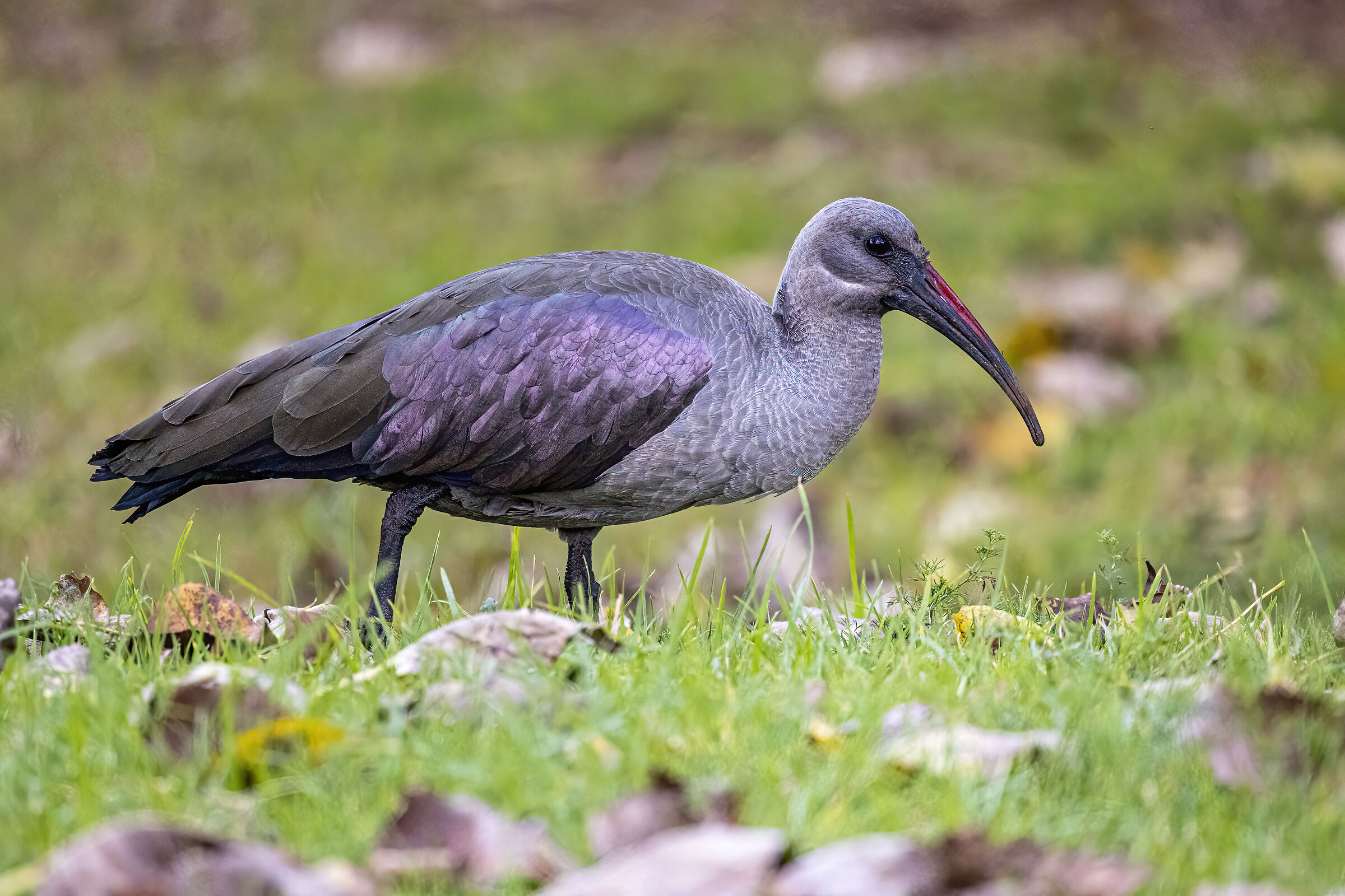 Hadada Ibis