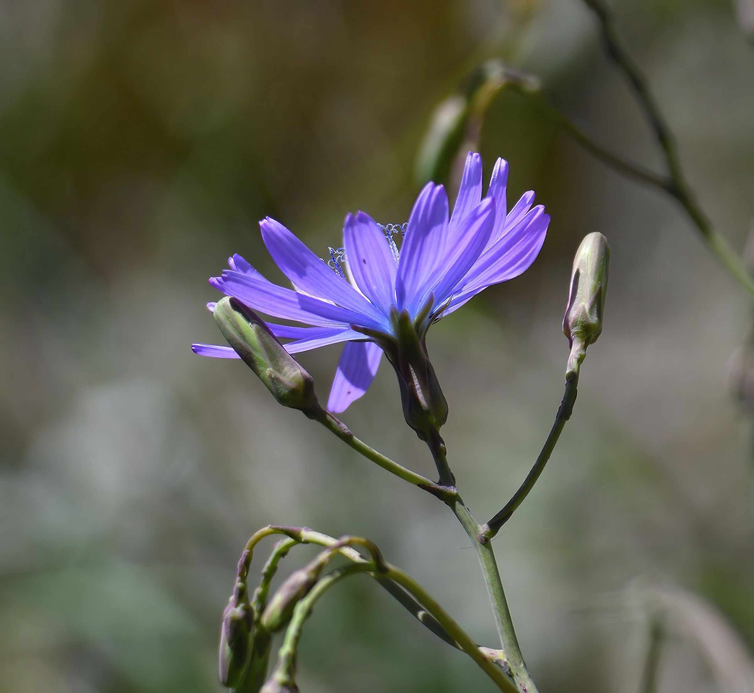 Fioritura primaverile