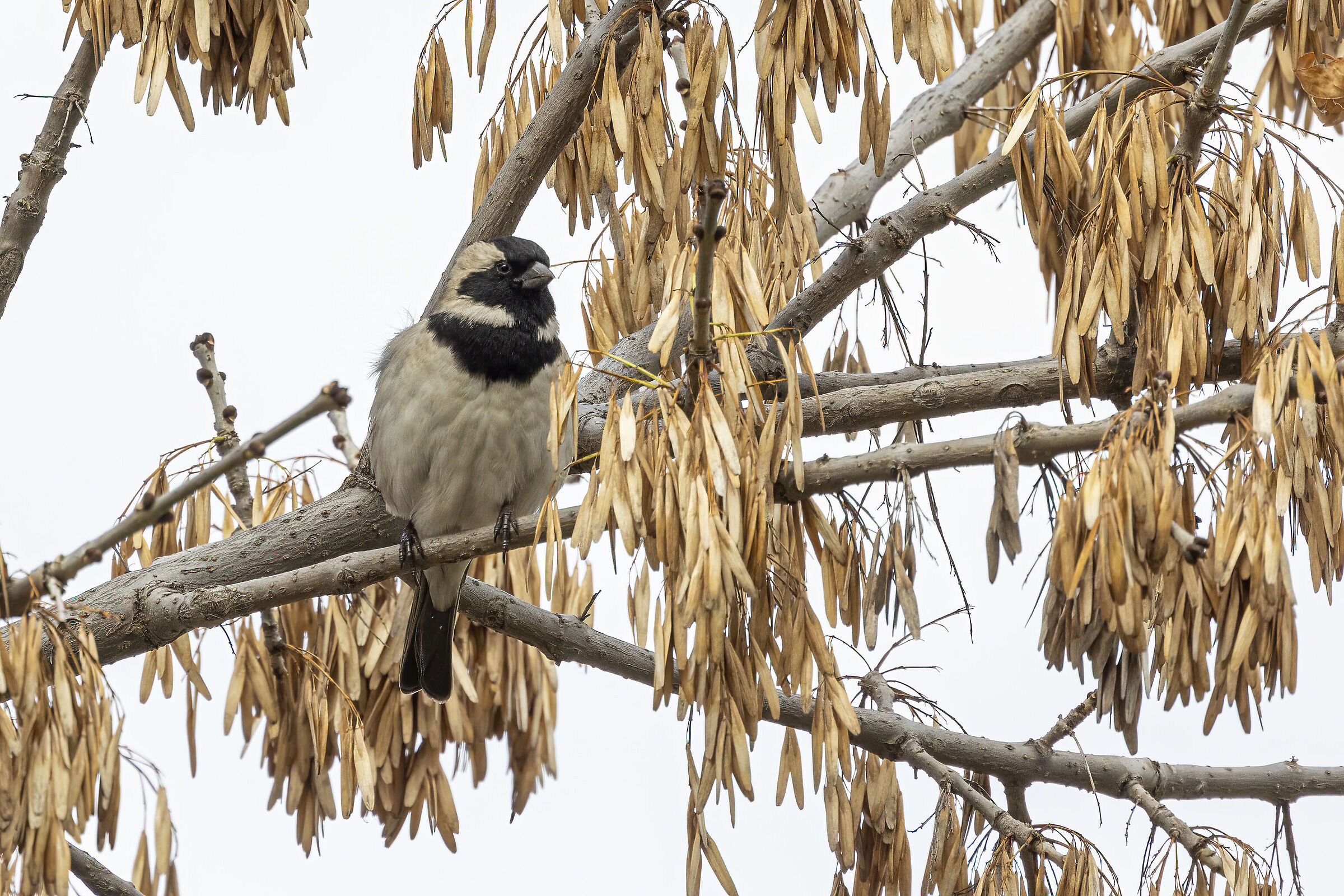 Collared Flycatcher (help unsafe identification)