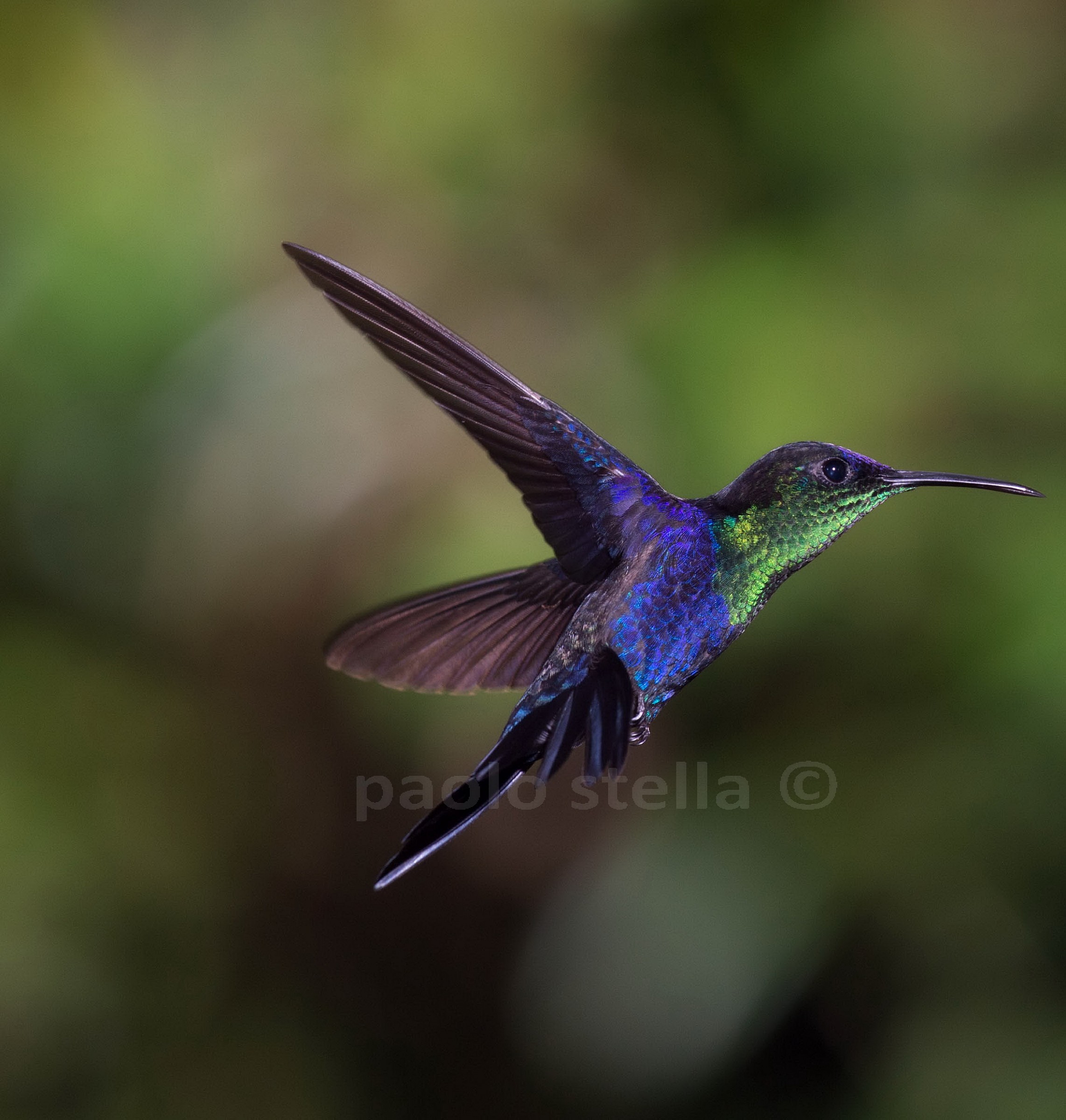 Wood Nymph hummingbird 3