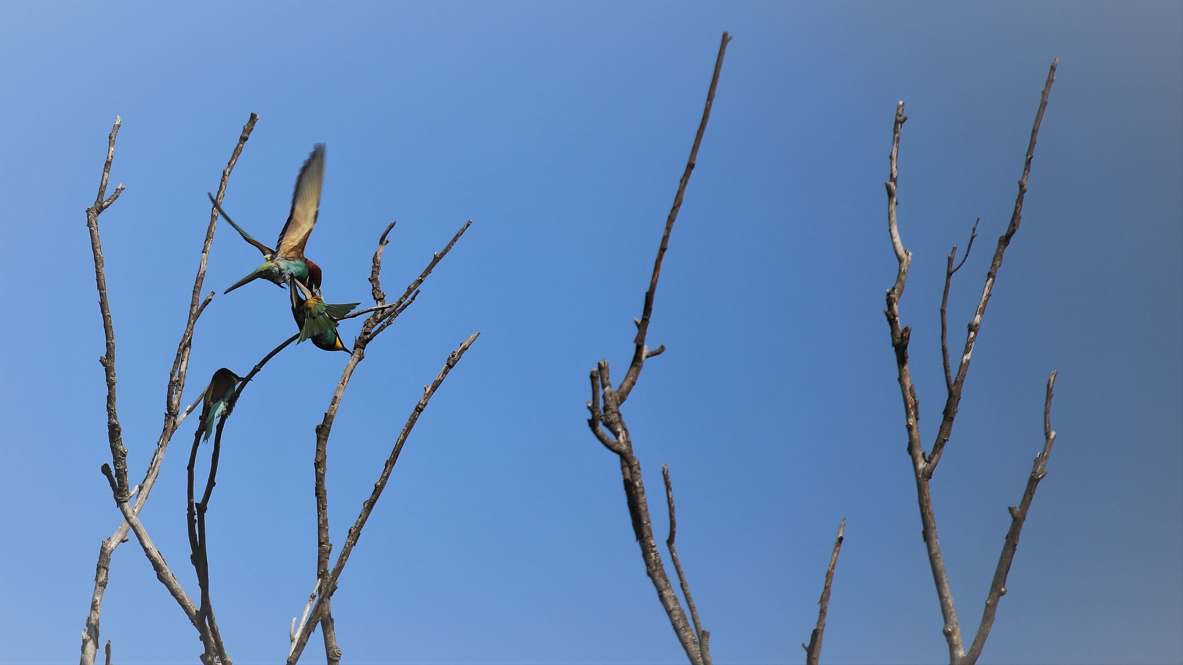Sono arrivati i gruccioni