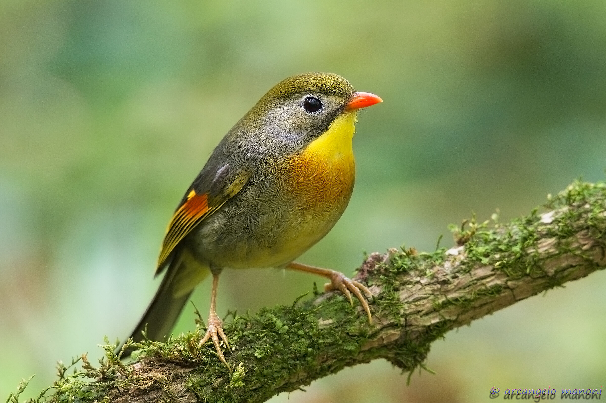 Leiothrix lutea nr100