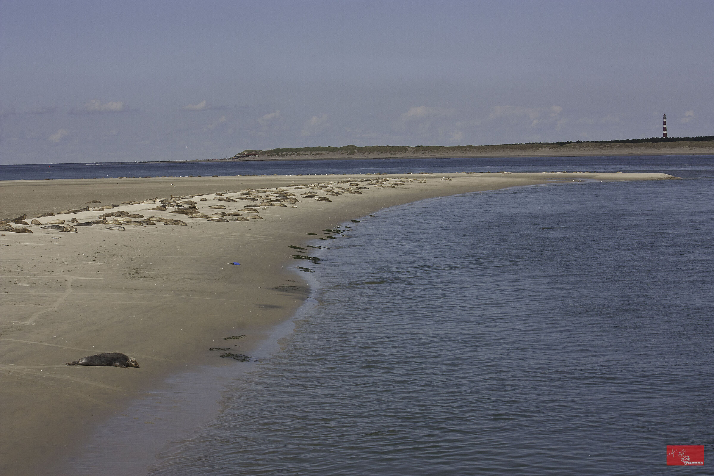 The Seal Colony.. Frisian Islands