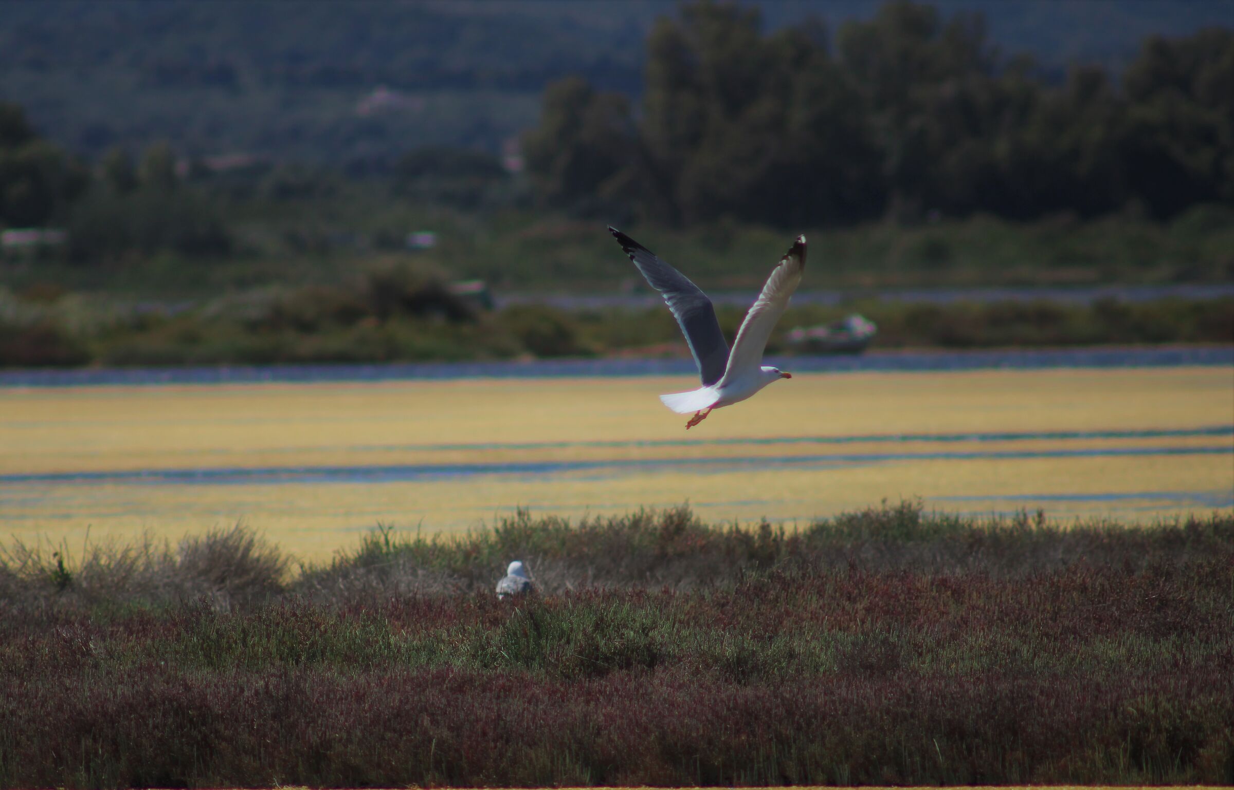 gull