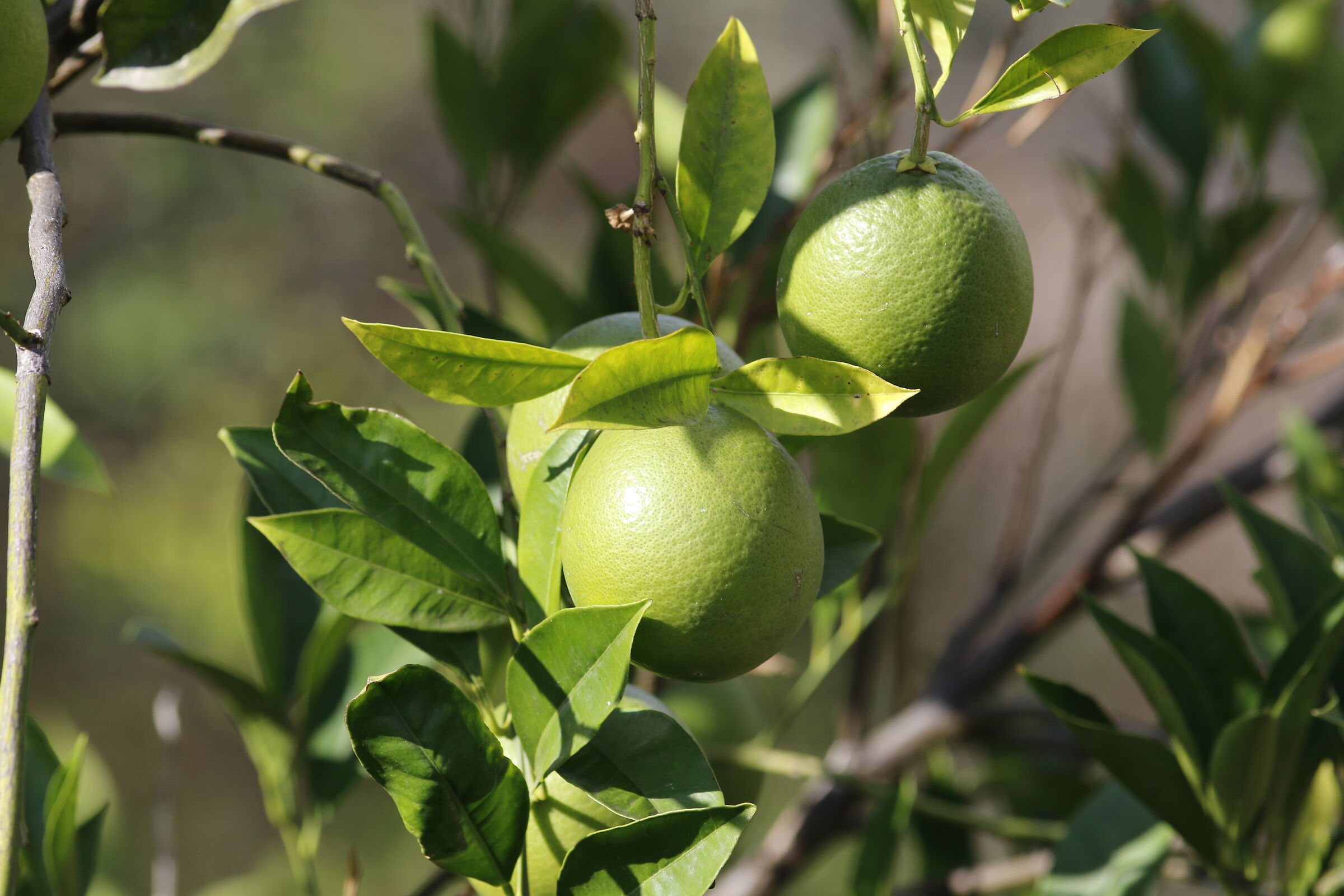 " Crop 320 ", Canon 200 F. 2.8 L II, 7 D II