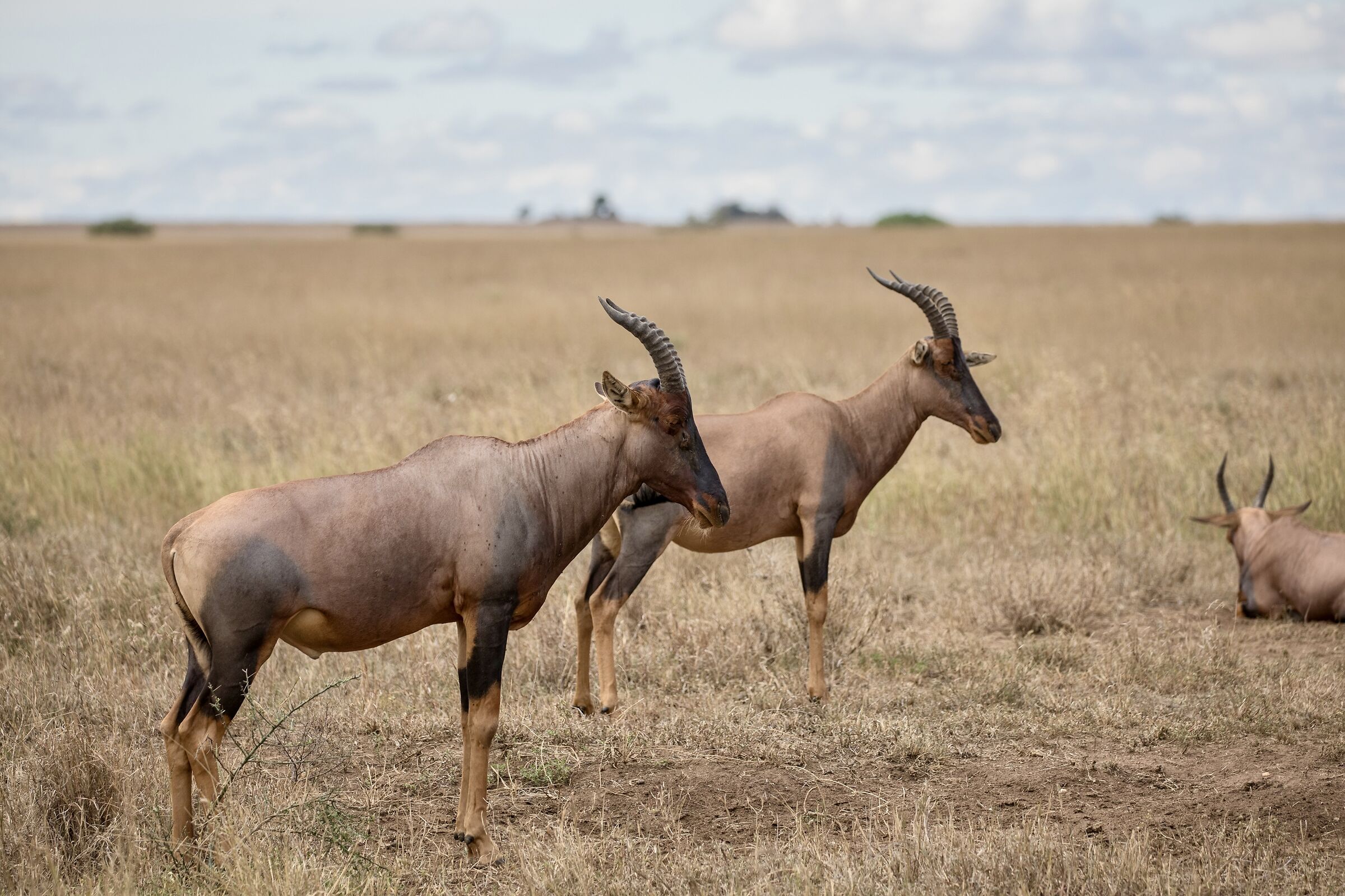 Tsessebe or Damalisco