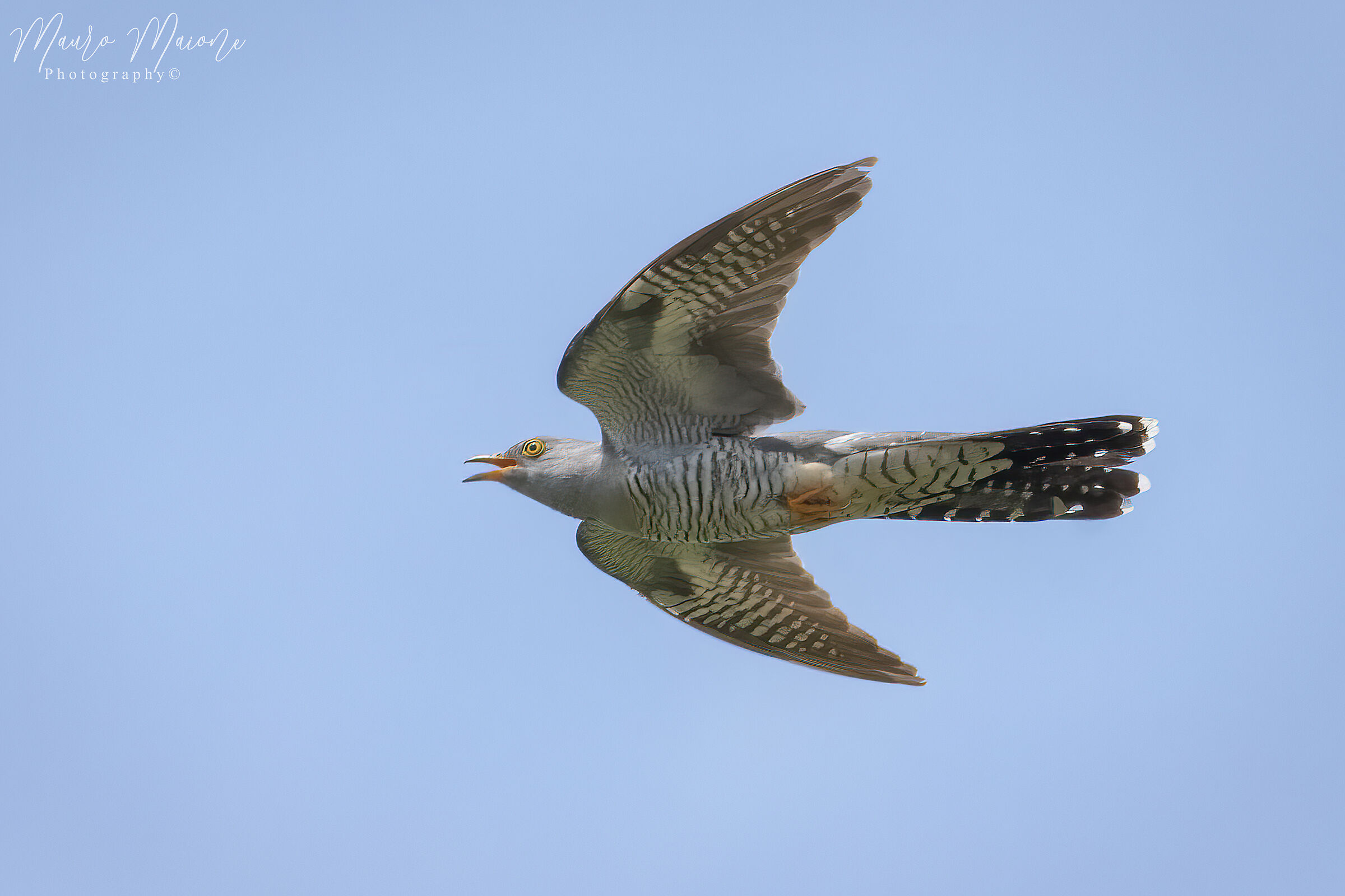 Cuculo (Cuculus canorus)