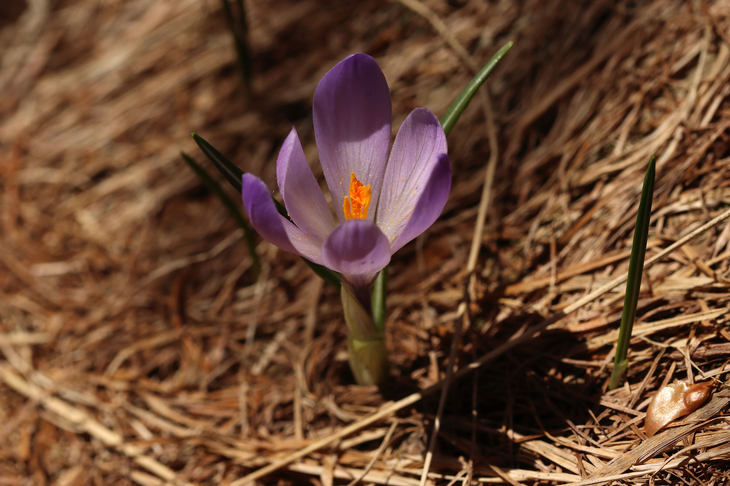 crocus in quota