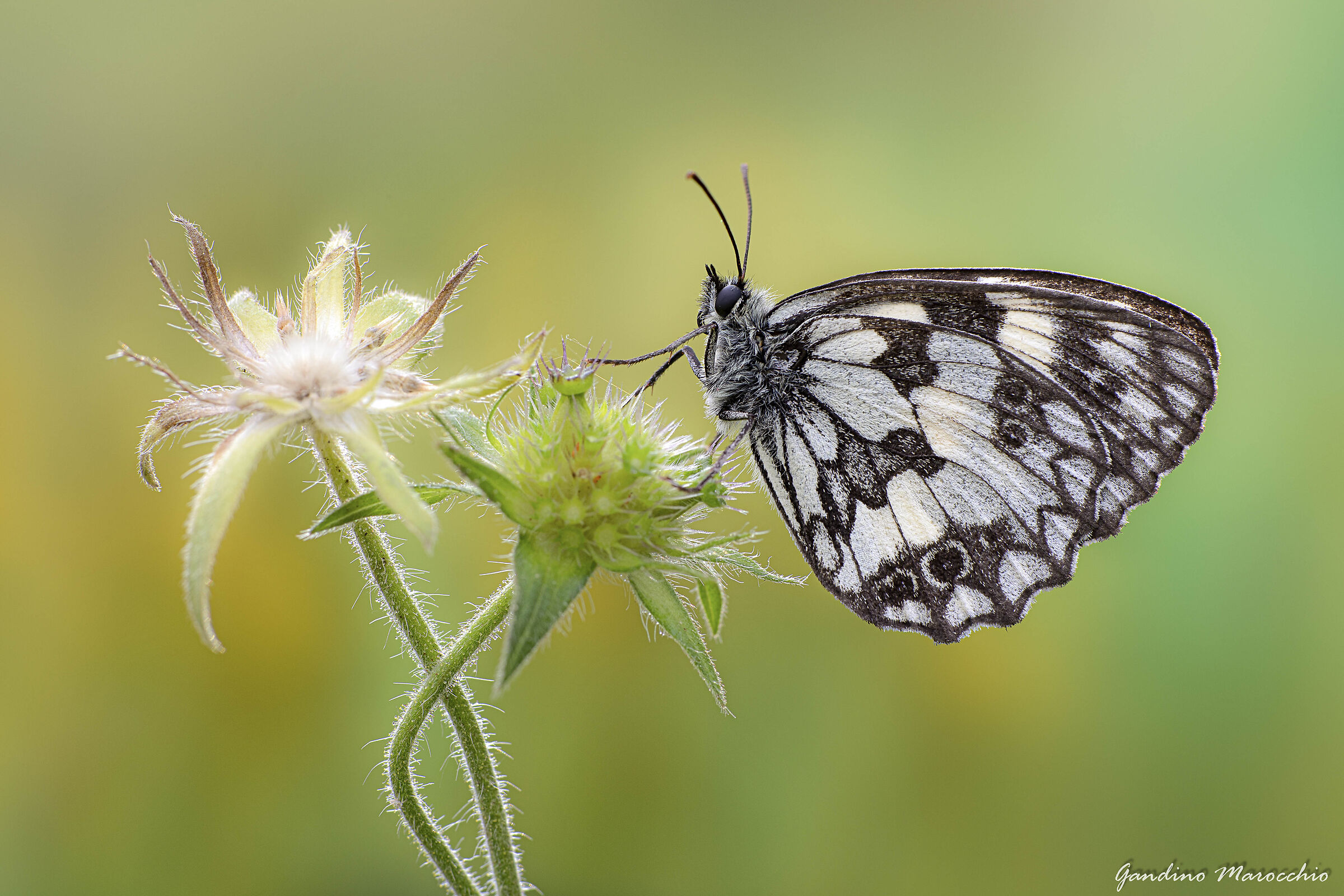 Melanargia galathea