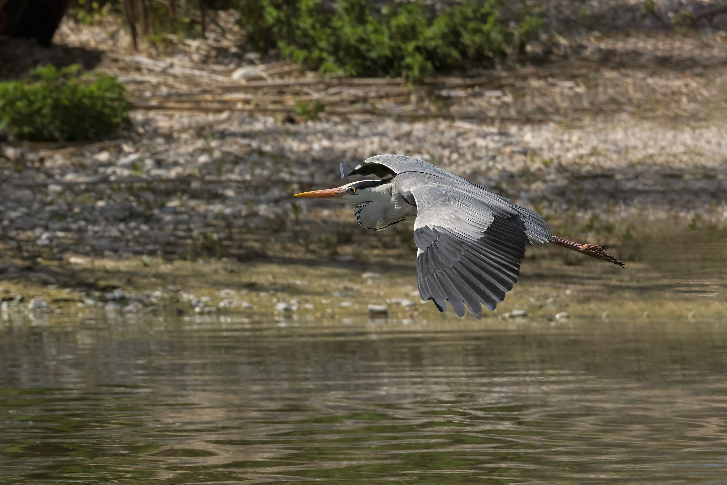 Gray Heron (Ardea Cinerea)