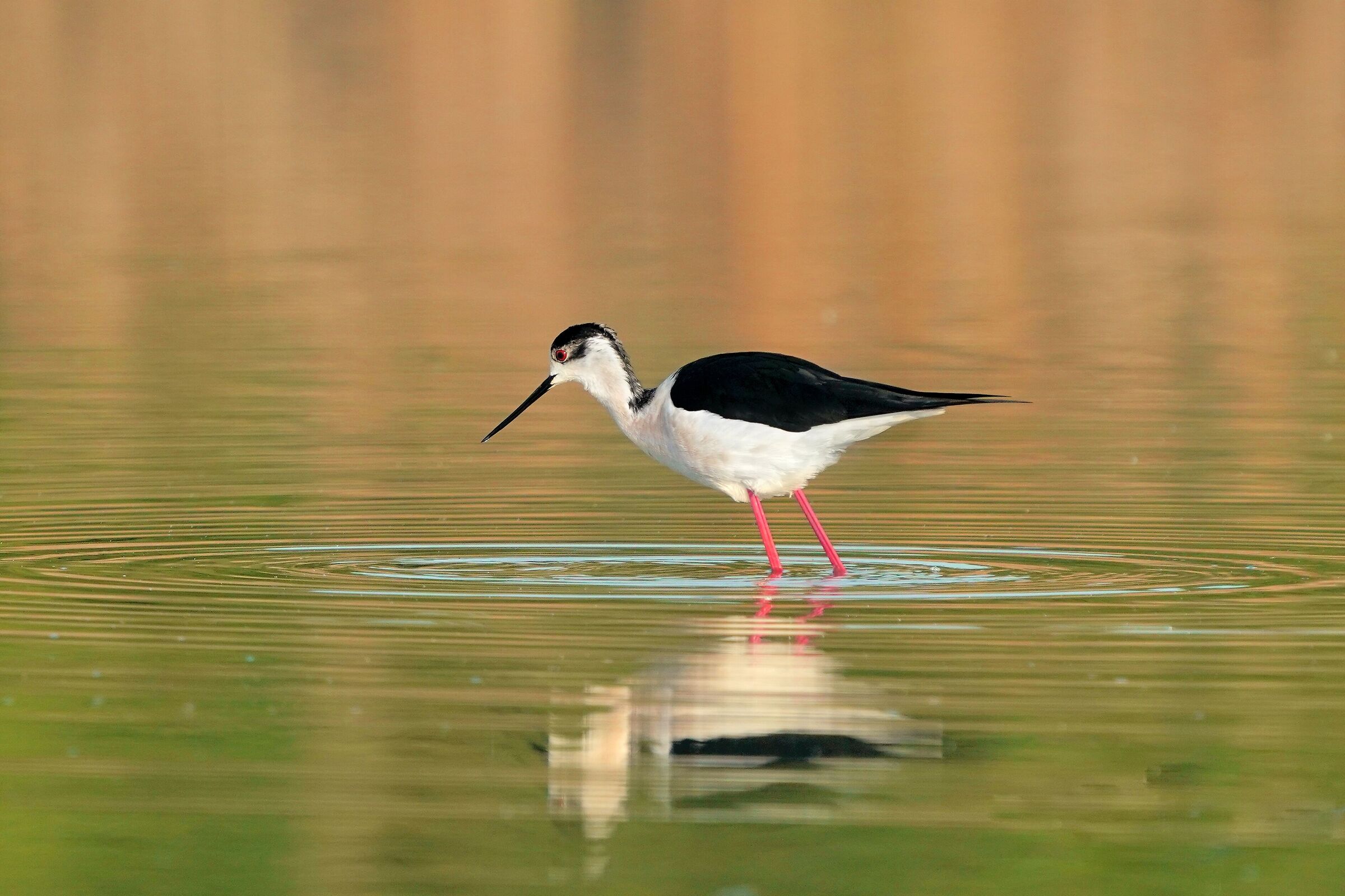 Knight of Italy at Dawn