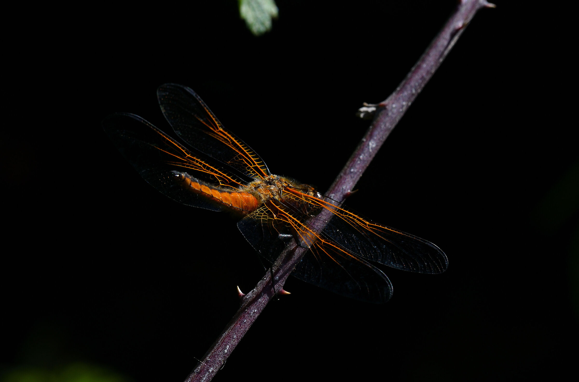 Libellula Fulva female