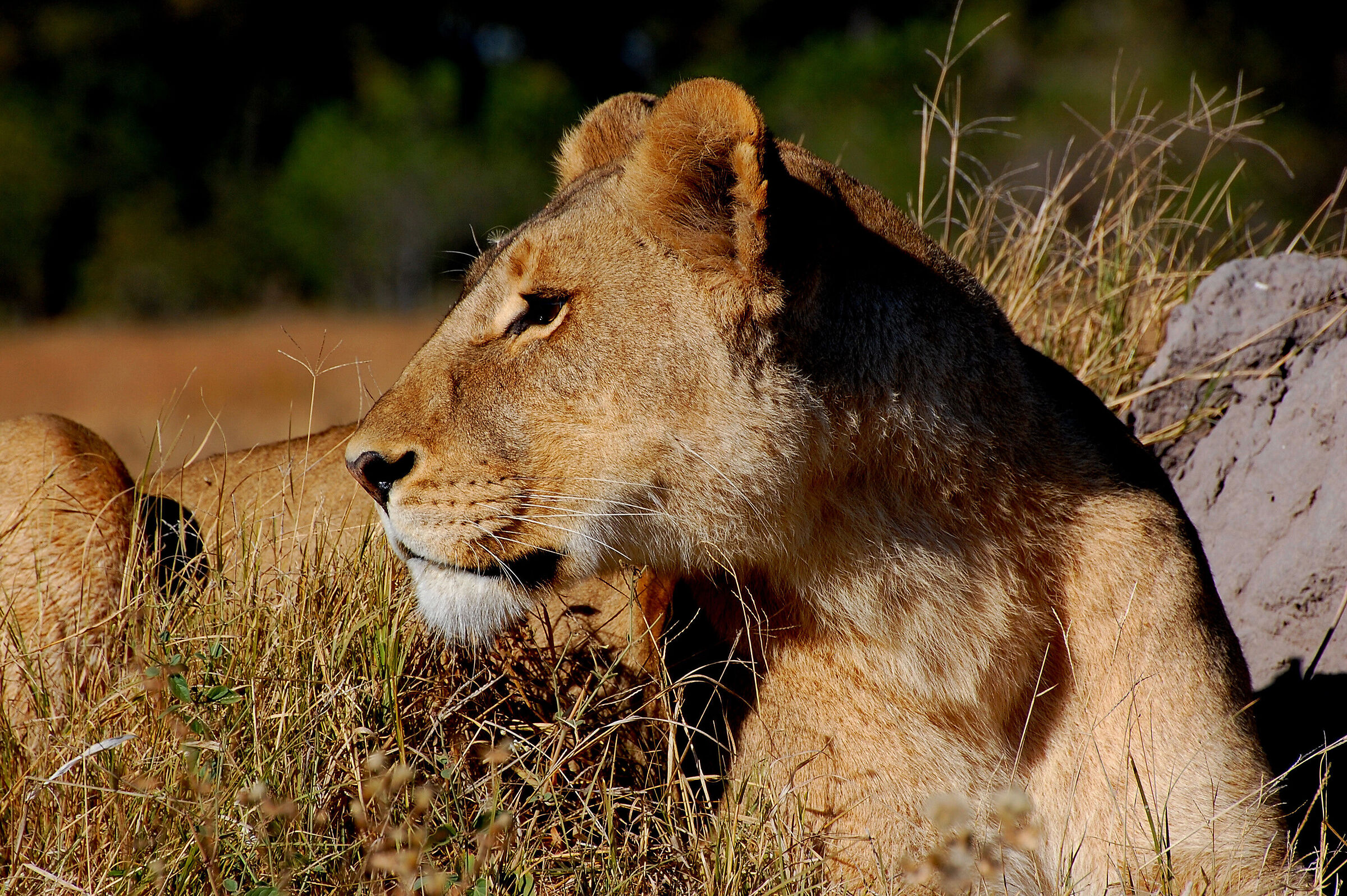 Botswana: bella tra le belle