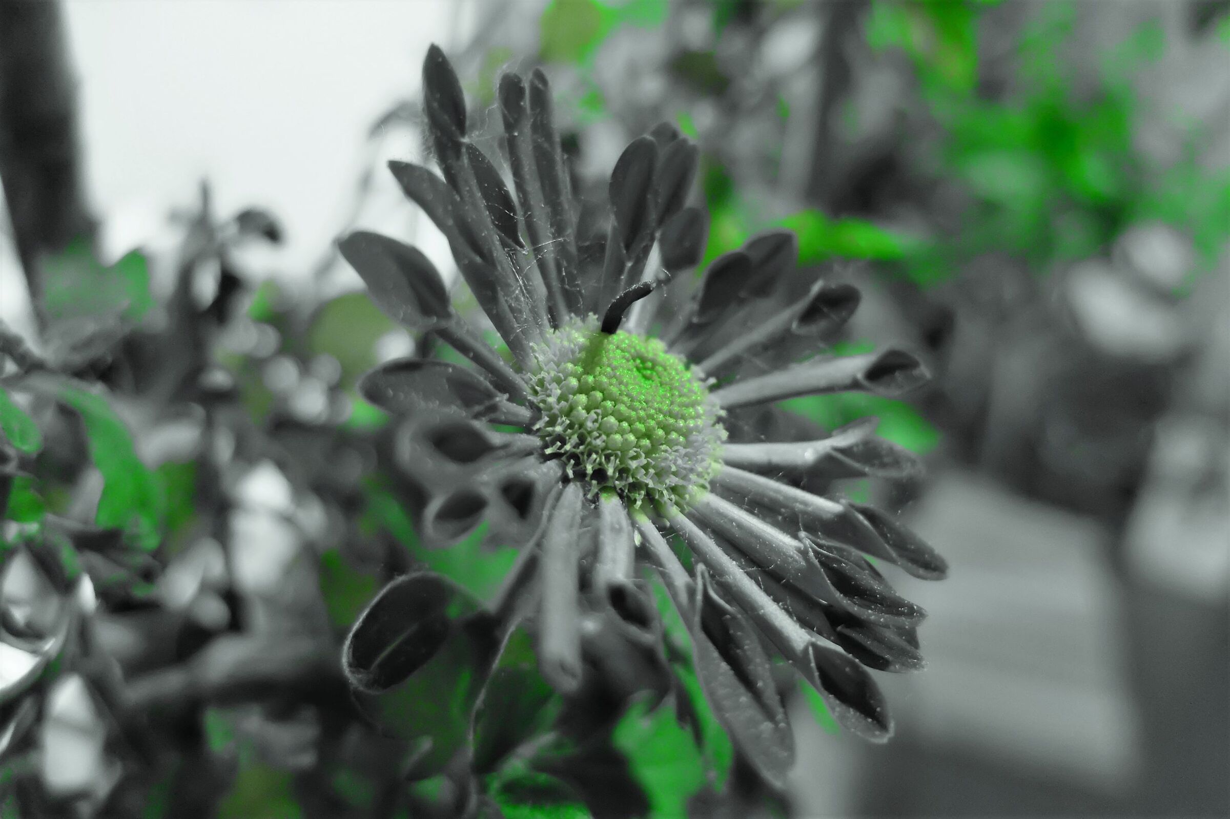 Daisy perennial partial color