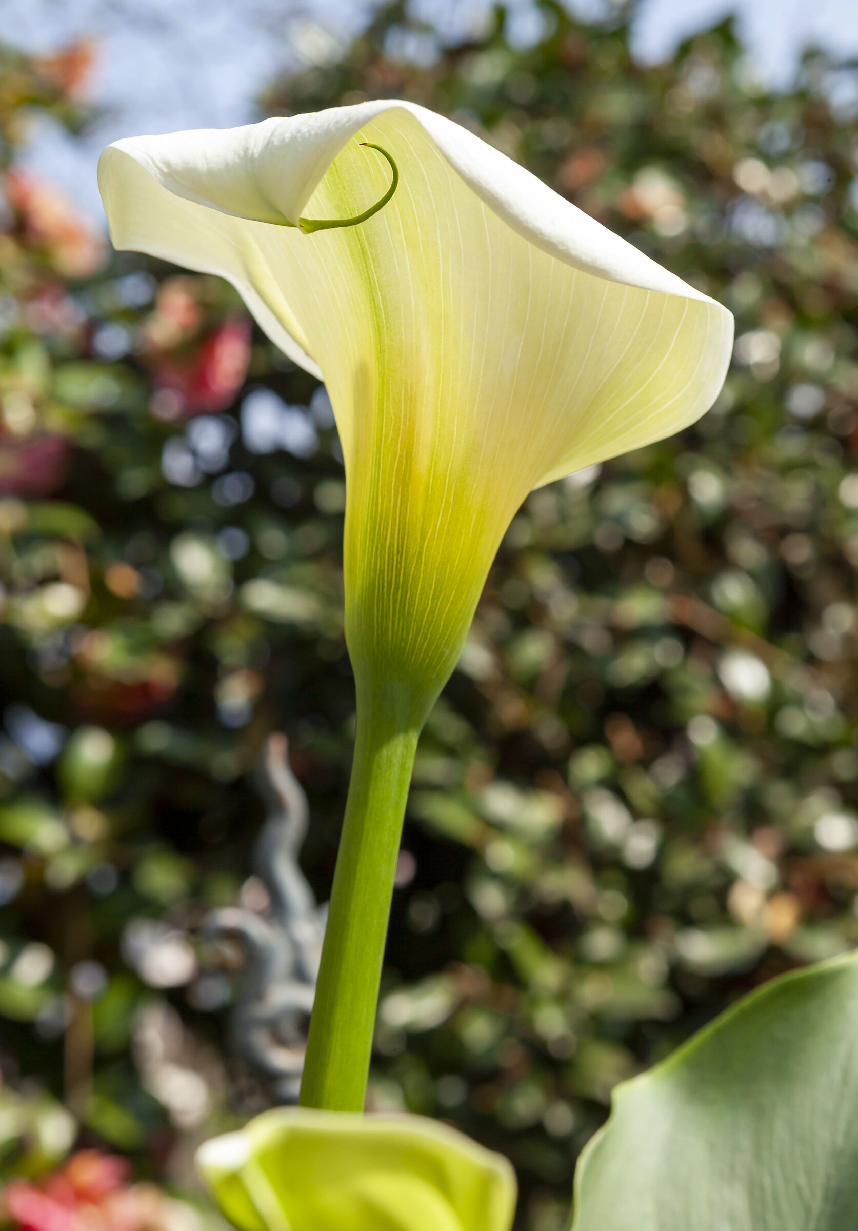 Una Calla per la festa della mamma