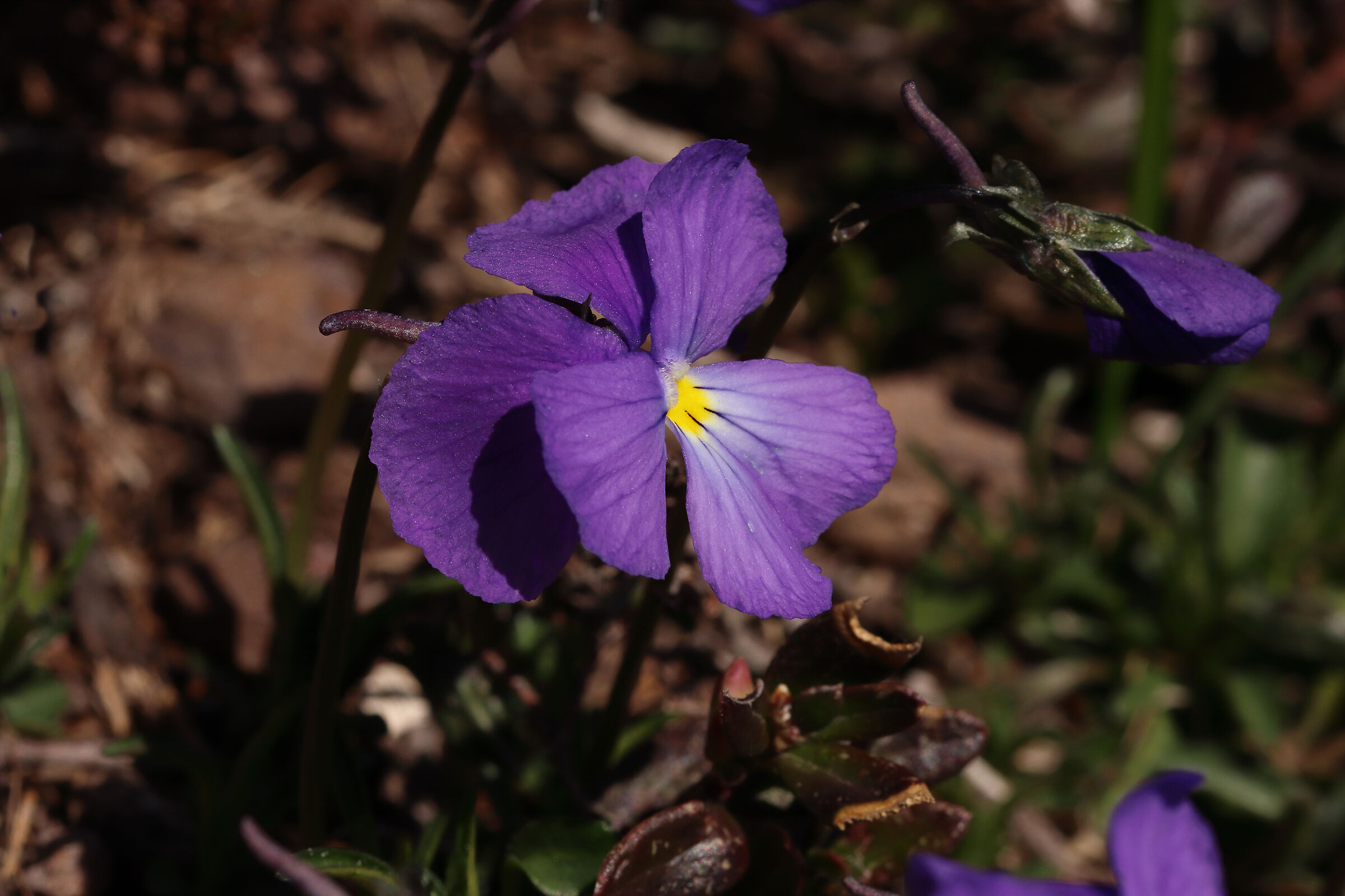 viole "d'alta montagna"