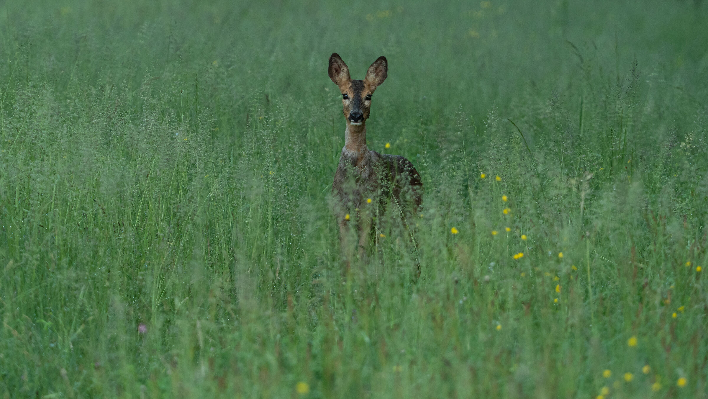 un curioso in mezzo al prato
