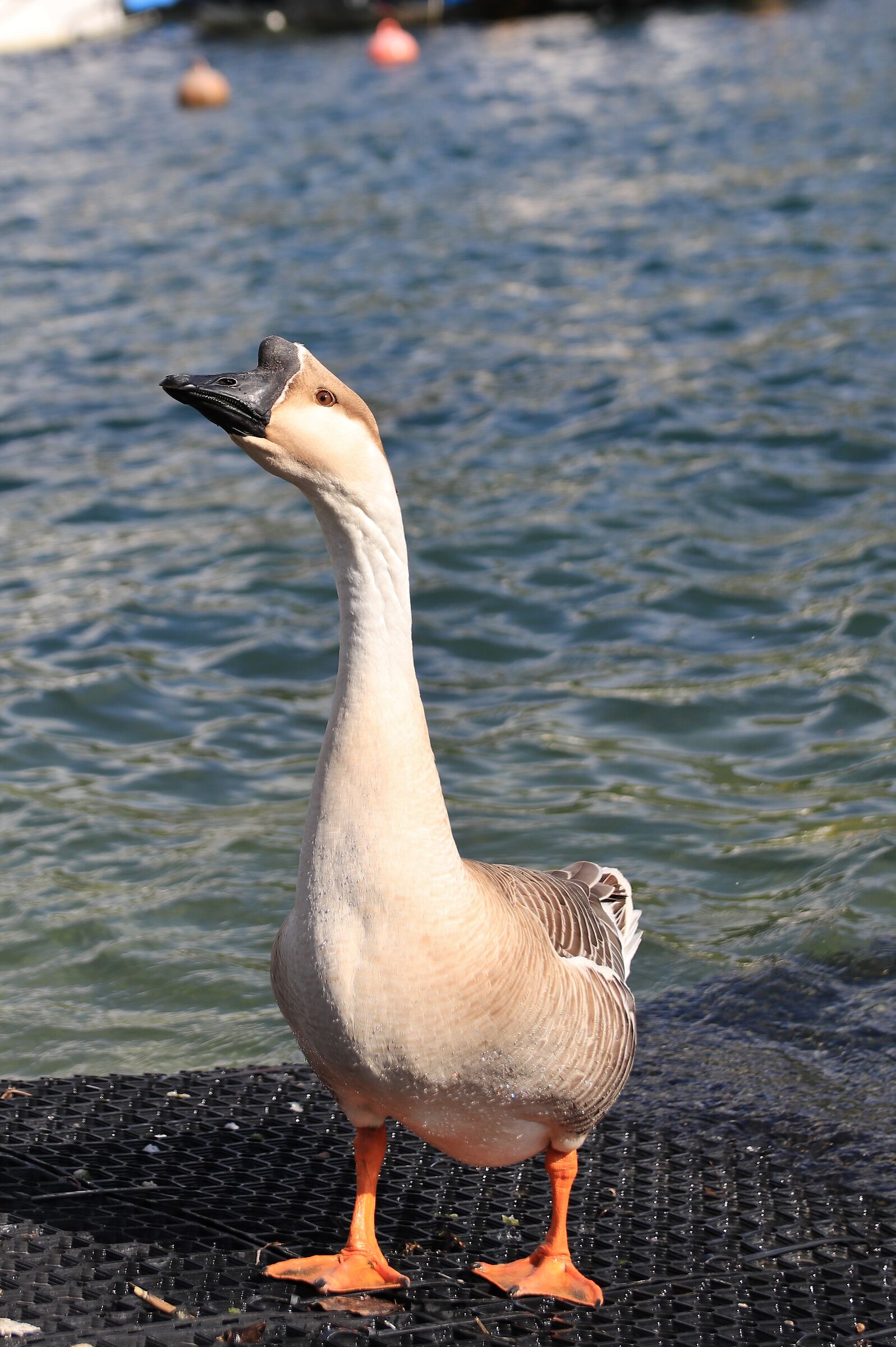 Swan goose