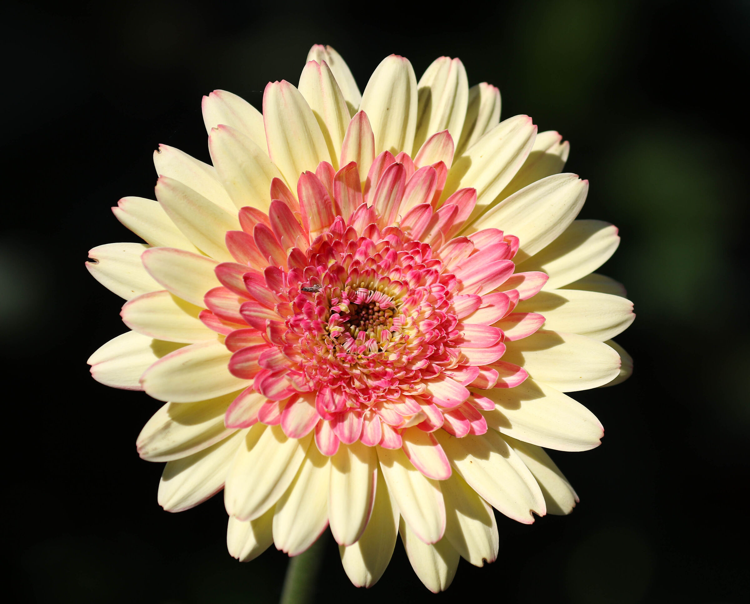 Auguri a tutte le Mamme Juzzine