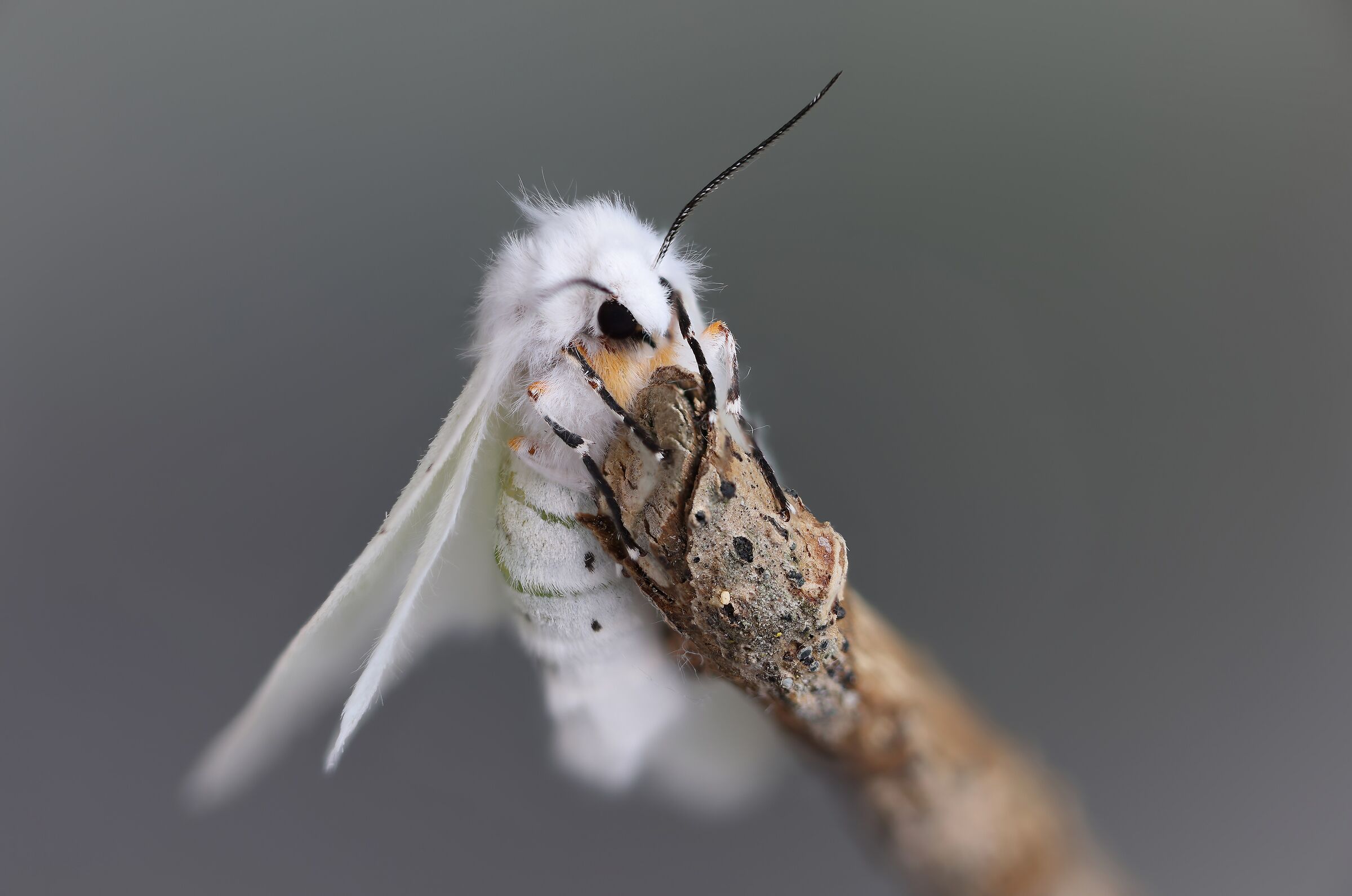 R5 - merge 100 shots