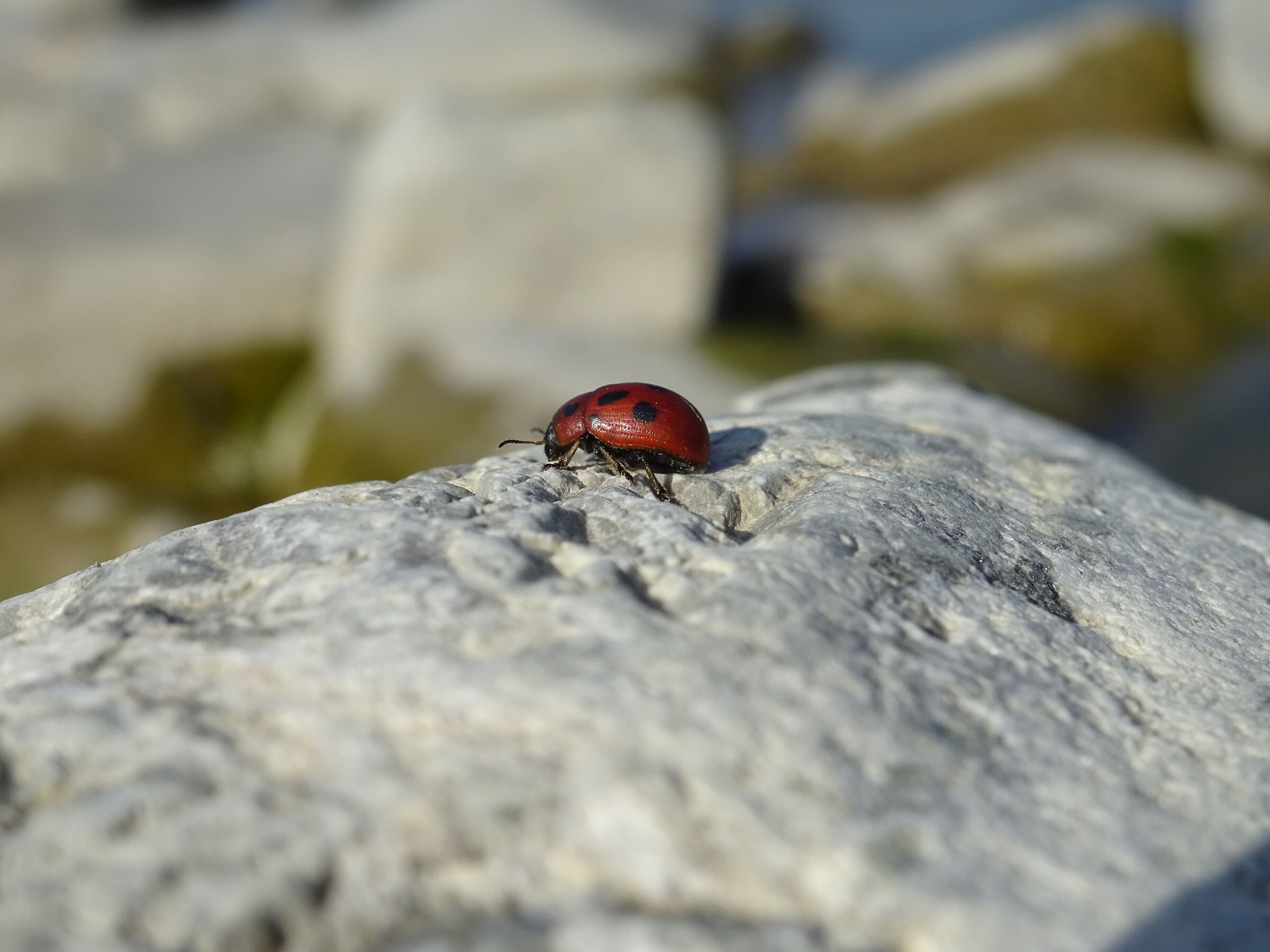 A Ladybug