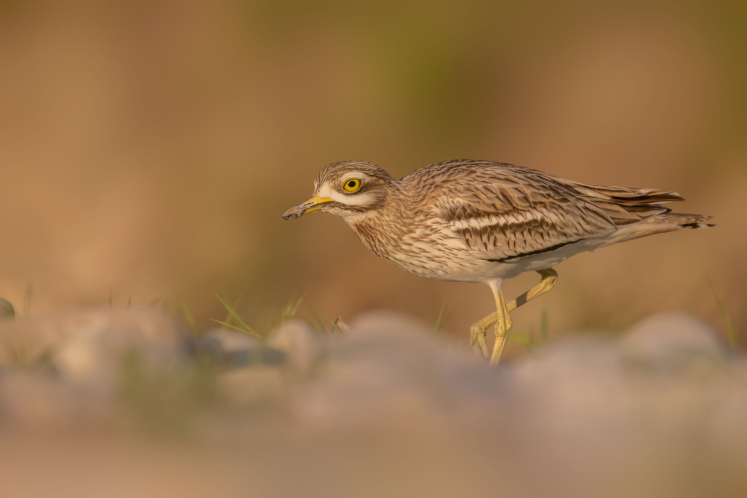 Sunset River, New Home