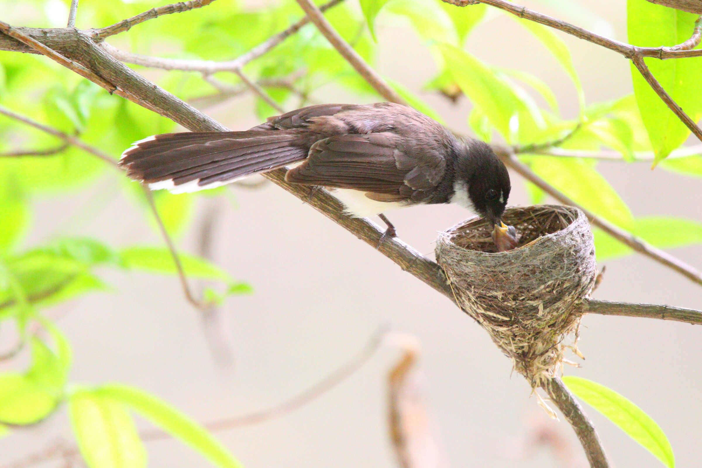 Fan-tail pied malese