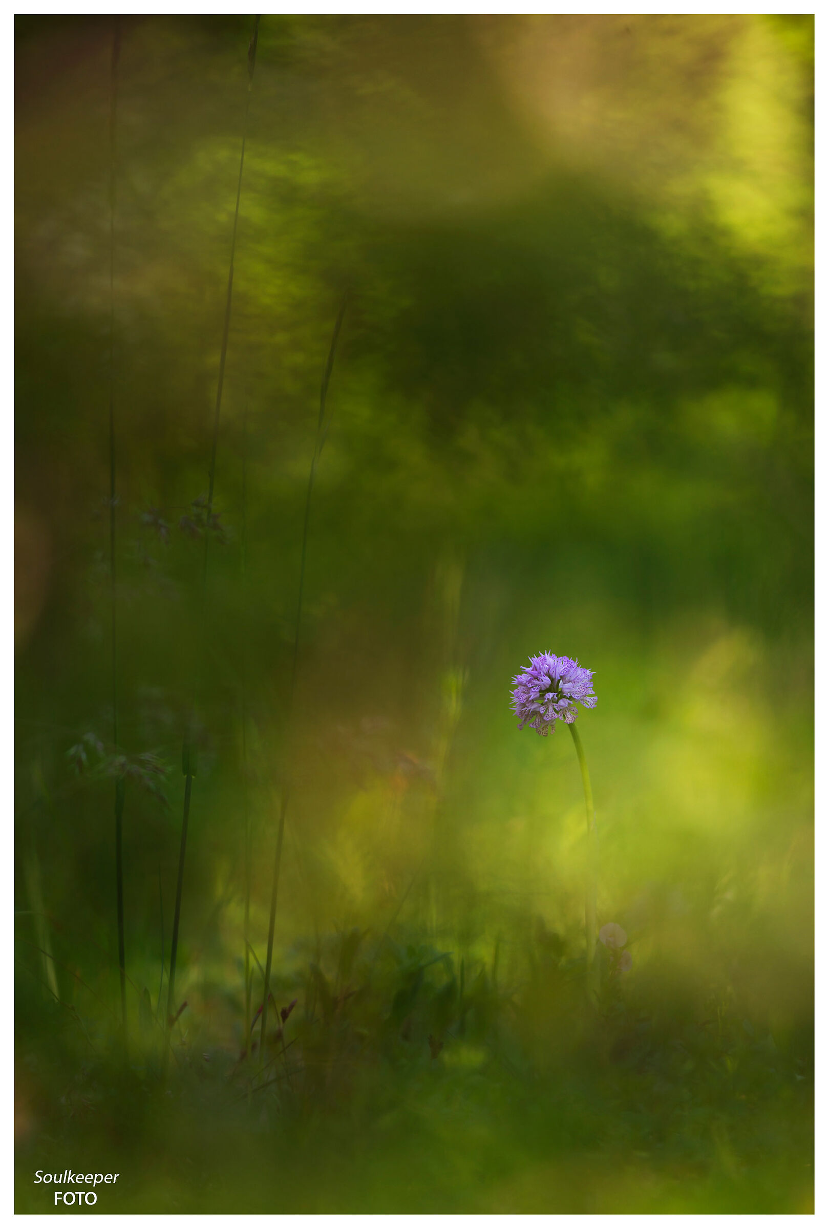 Undergrowth gradients.