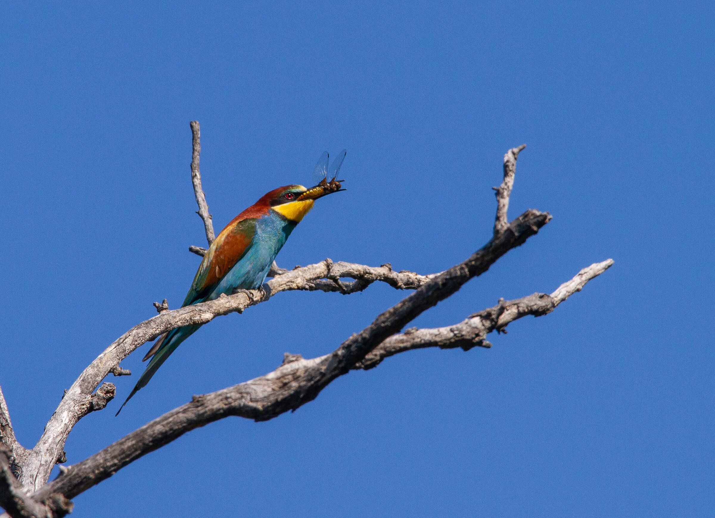 Gruccione con libellula