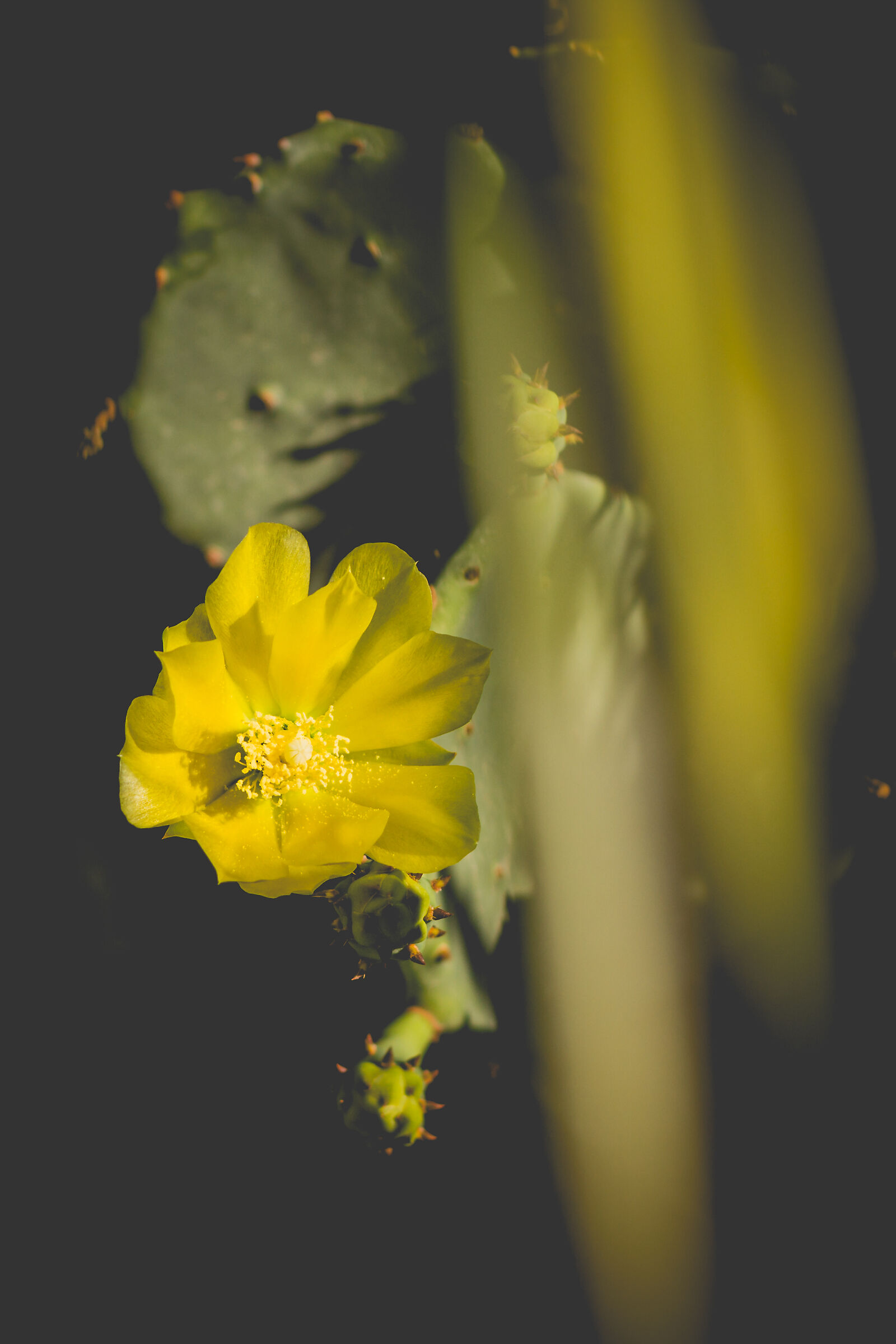 Blooming in the desert