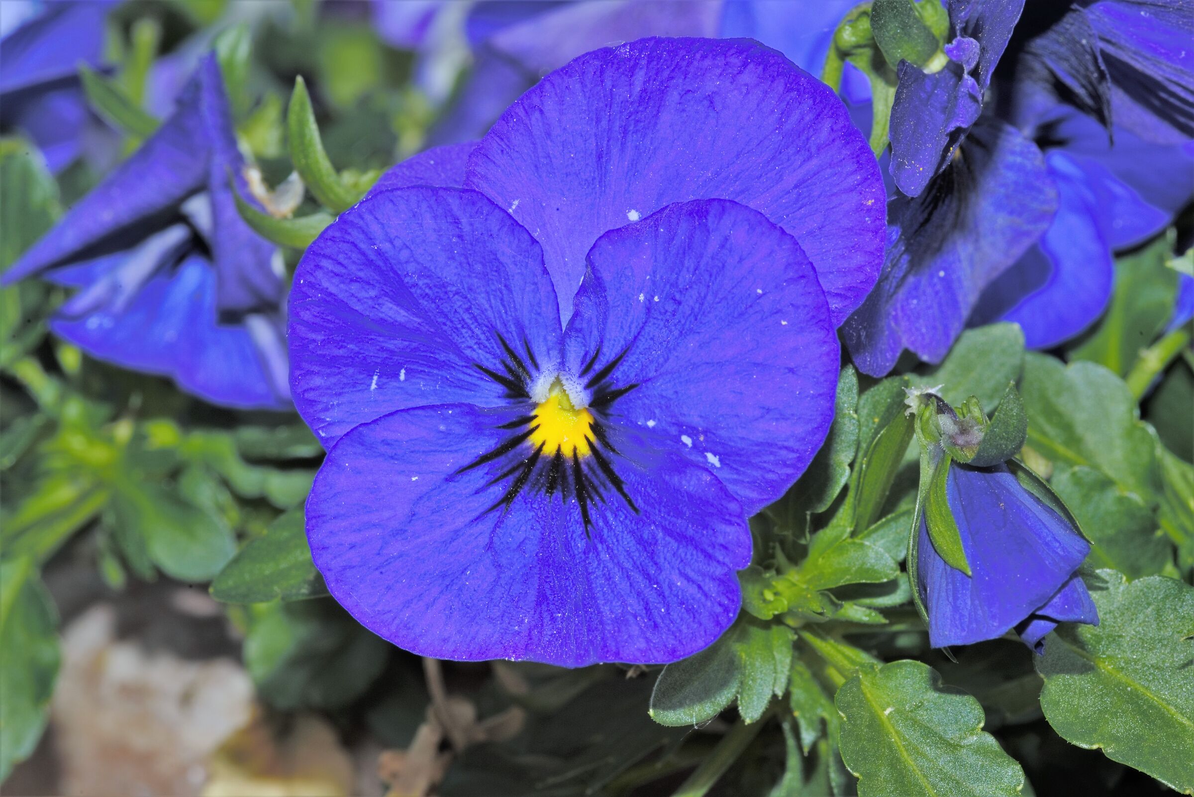 Colori di primavera.