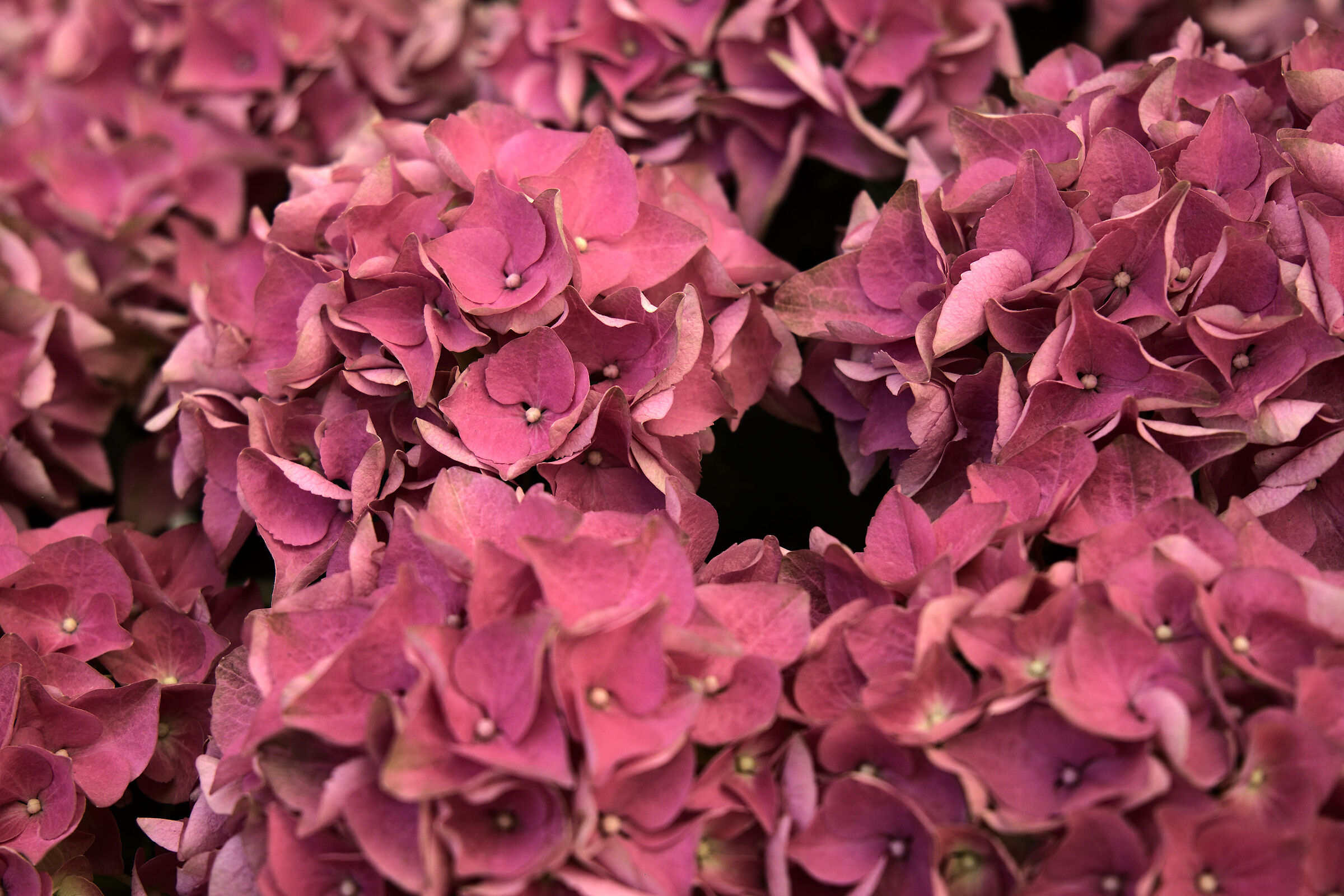 Azalea Symphony