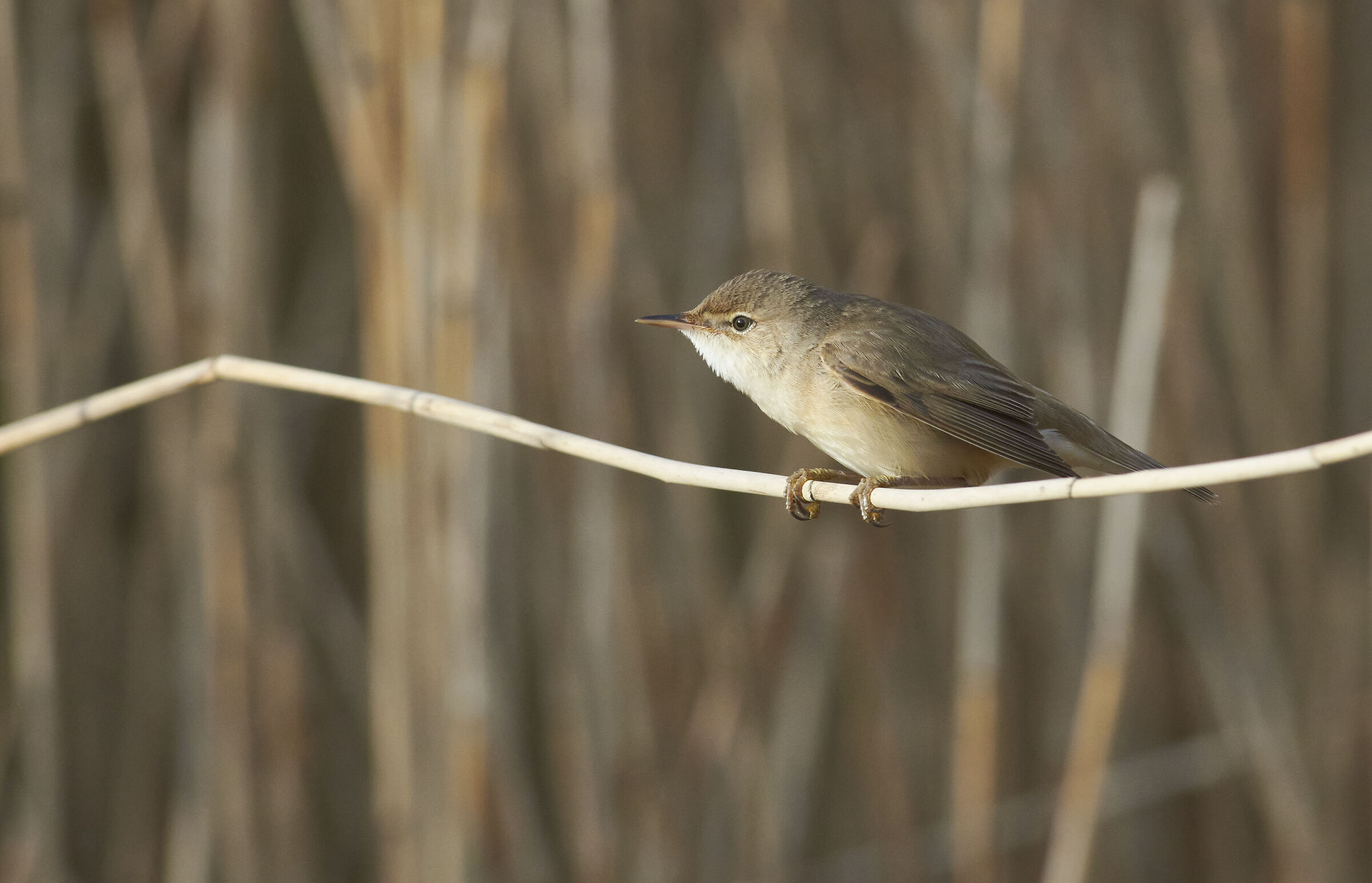 Reed Warbler