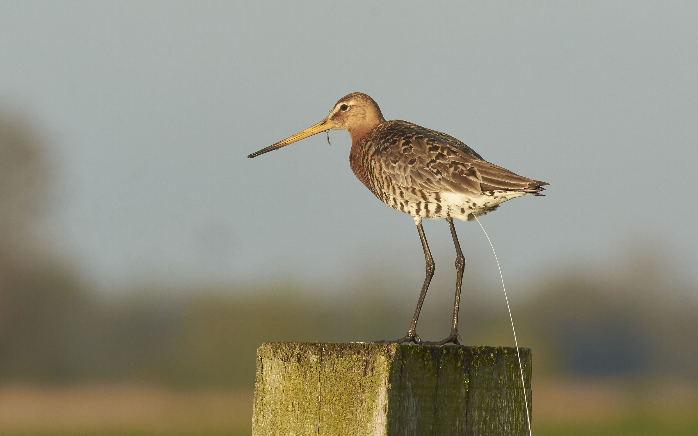 Blacktailed Godwit losing something