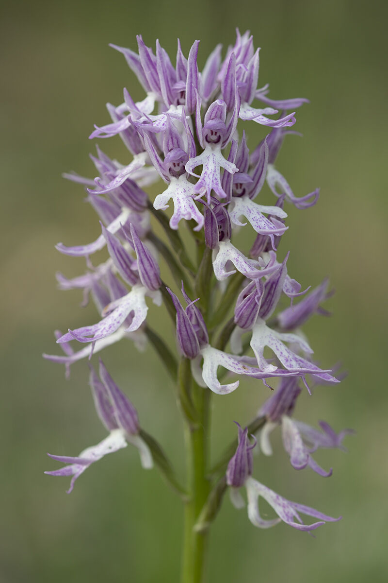 Orchidea selvatica