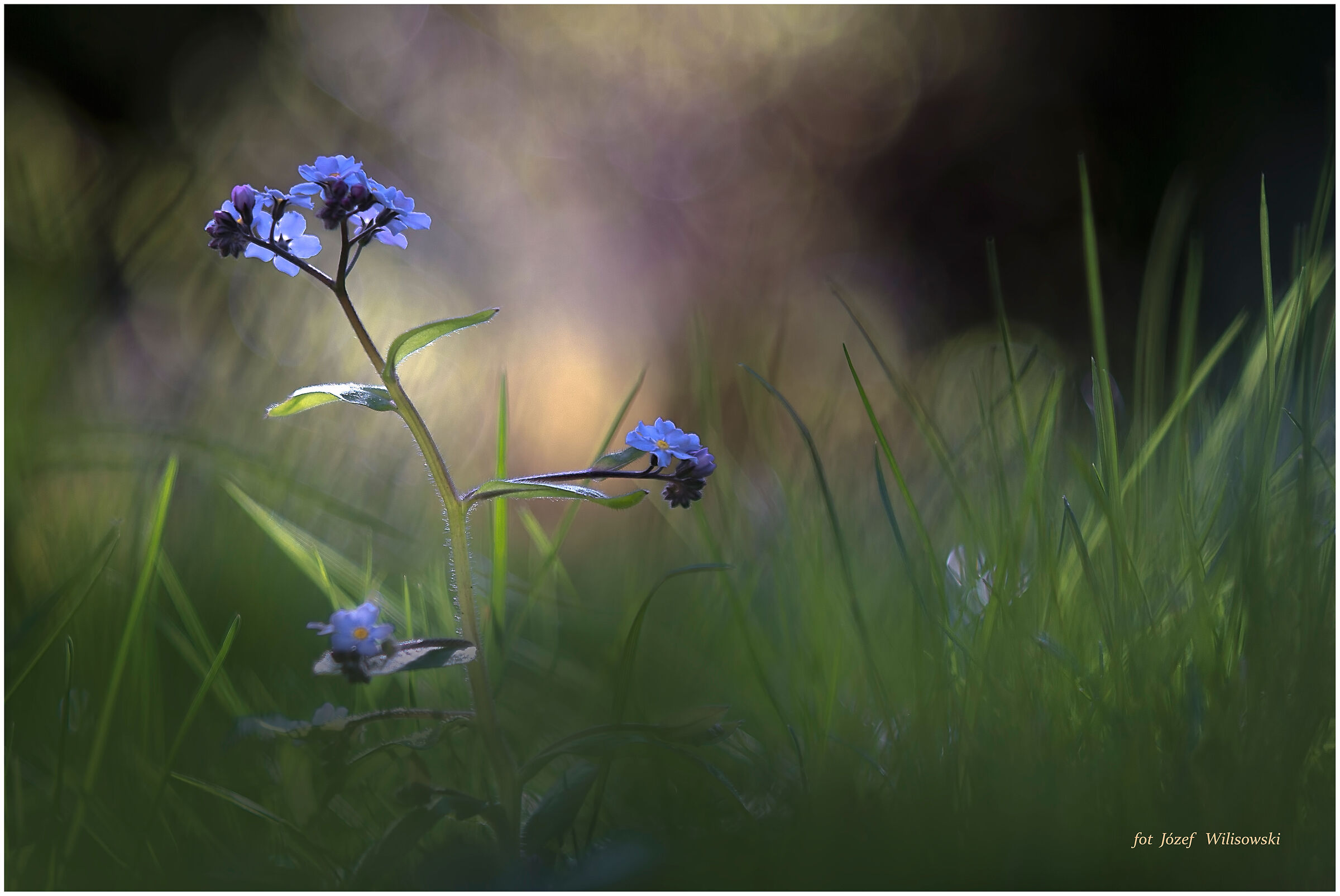 Modified Diaplan 80/2,8