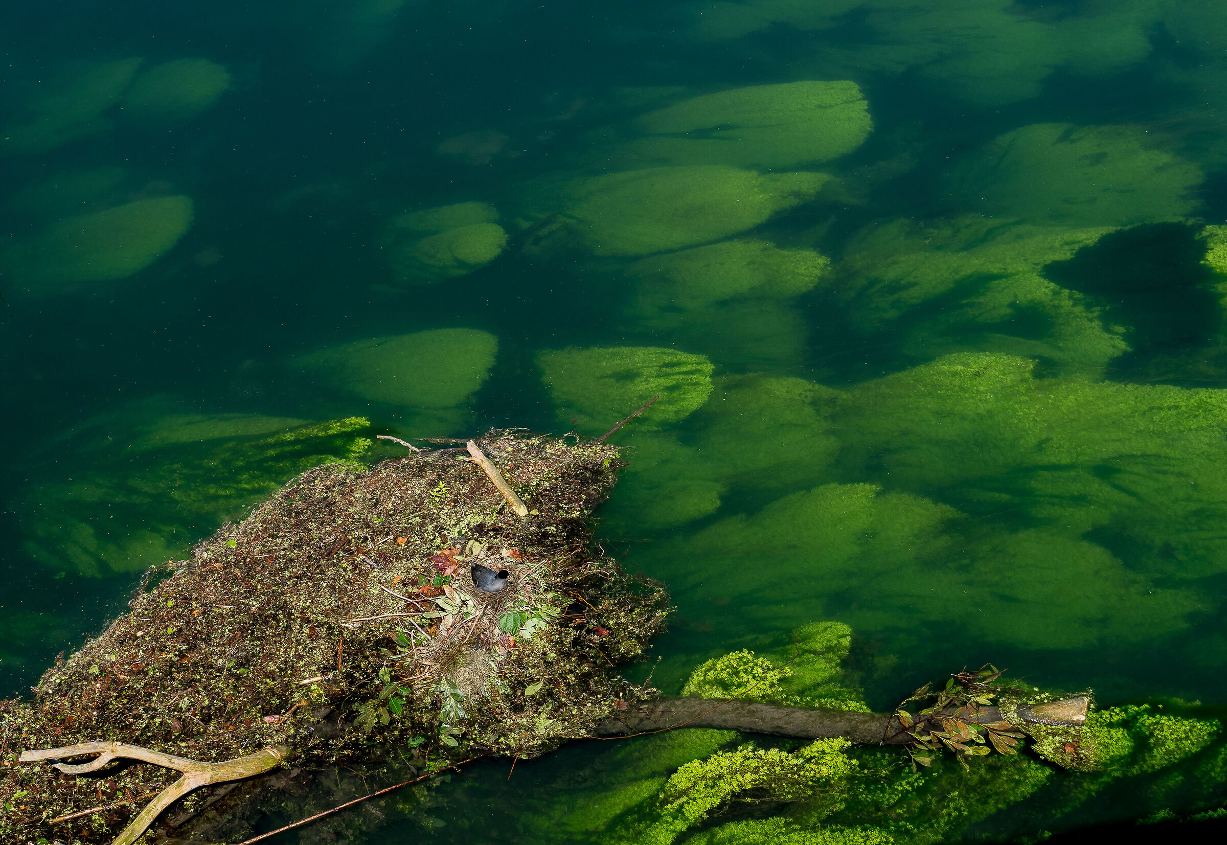 The Folaga's nest......