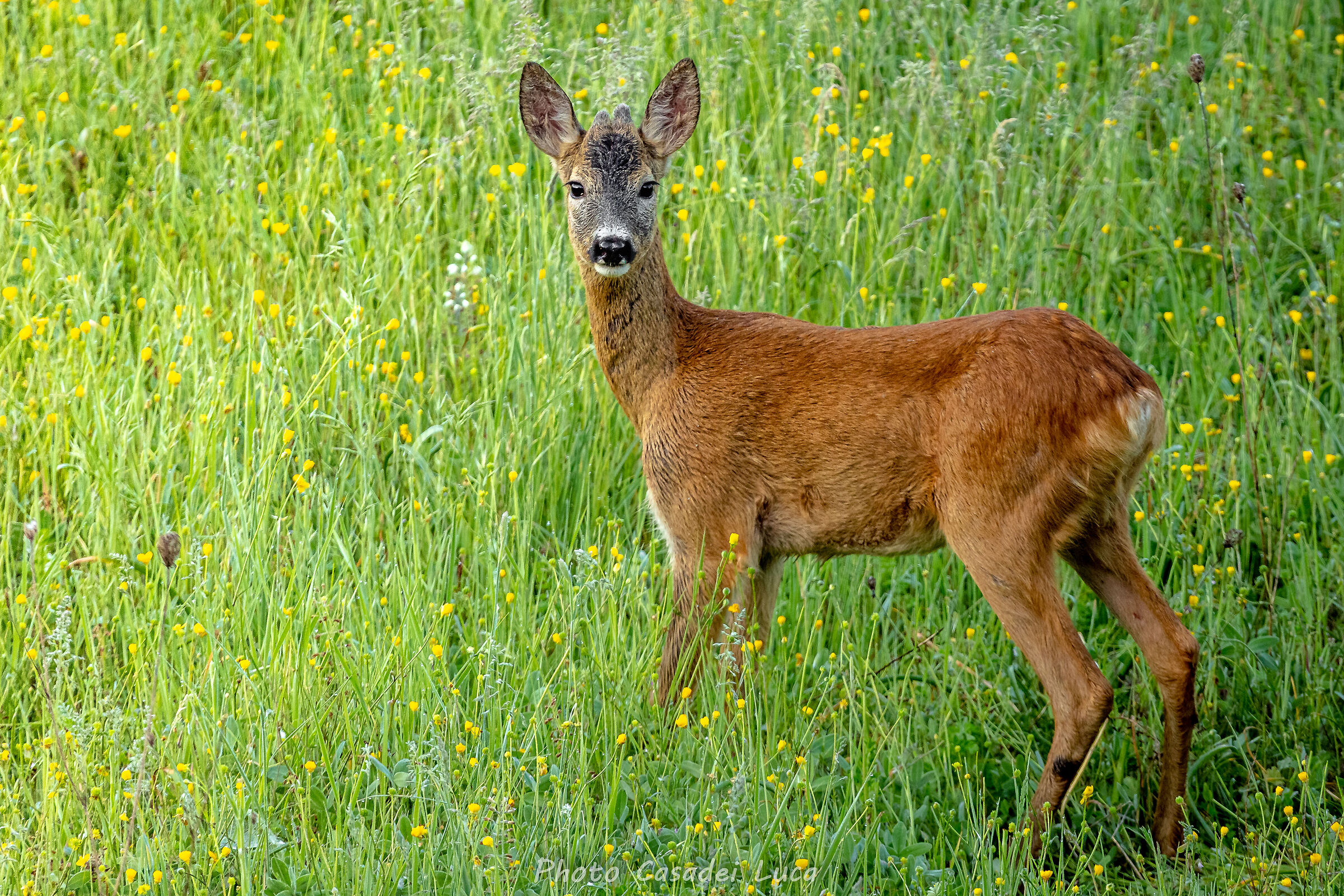 Curious roe deer