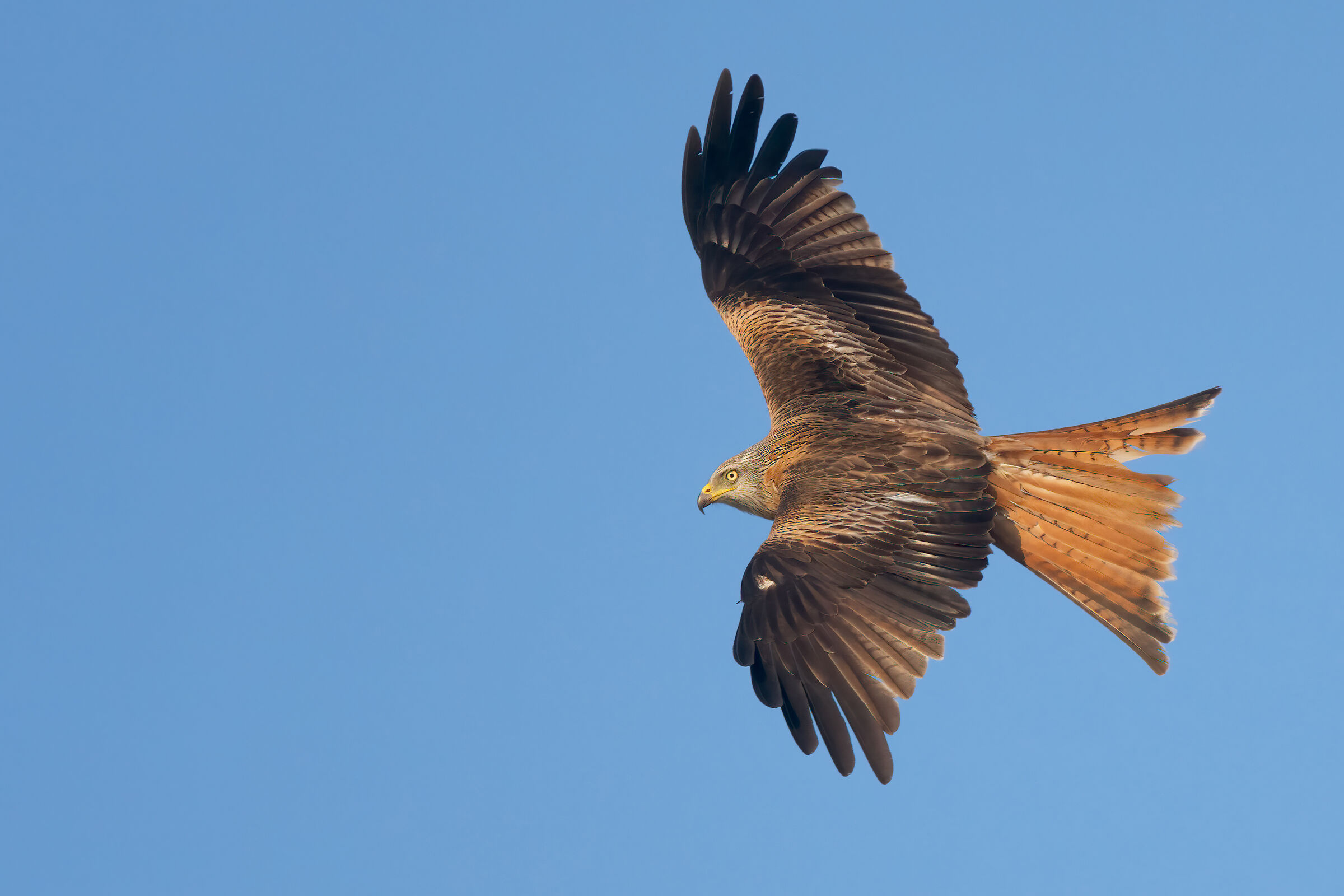 Royal Kite (Milvus milvus)