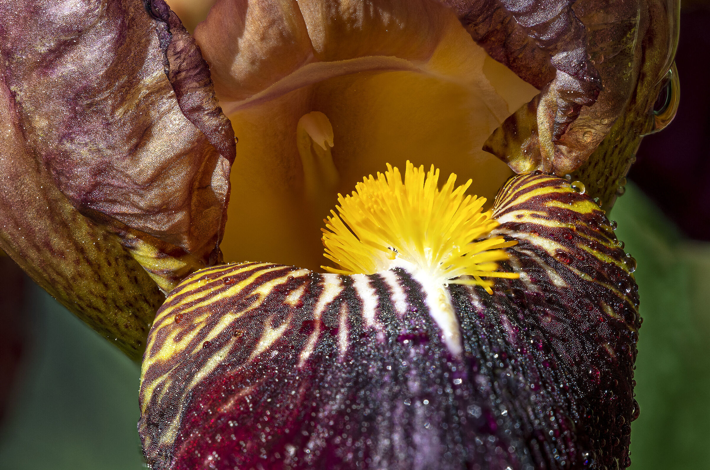 Iris